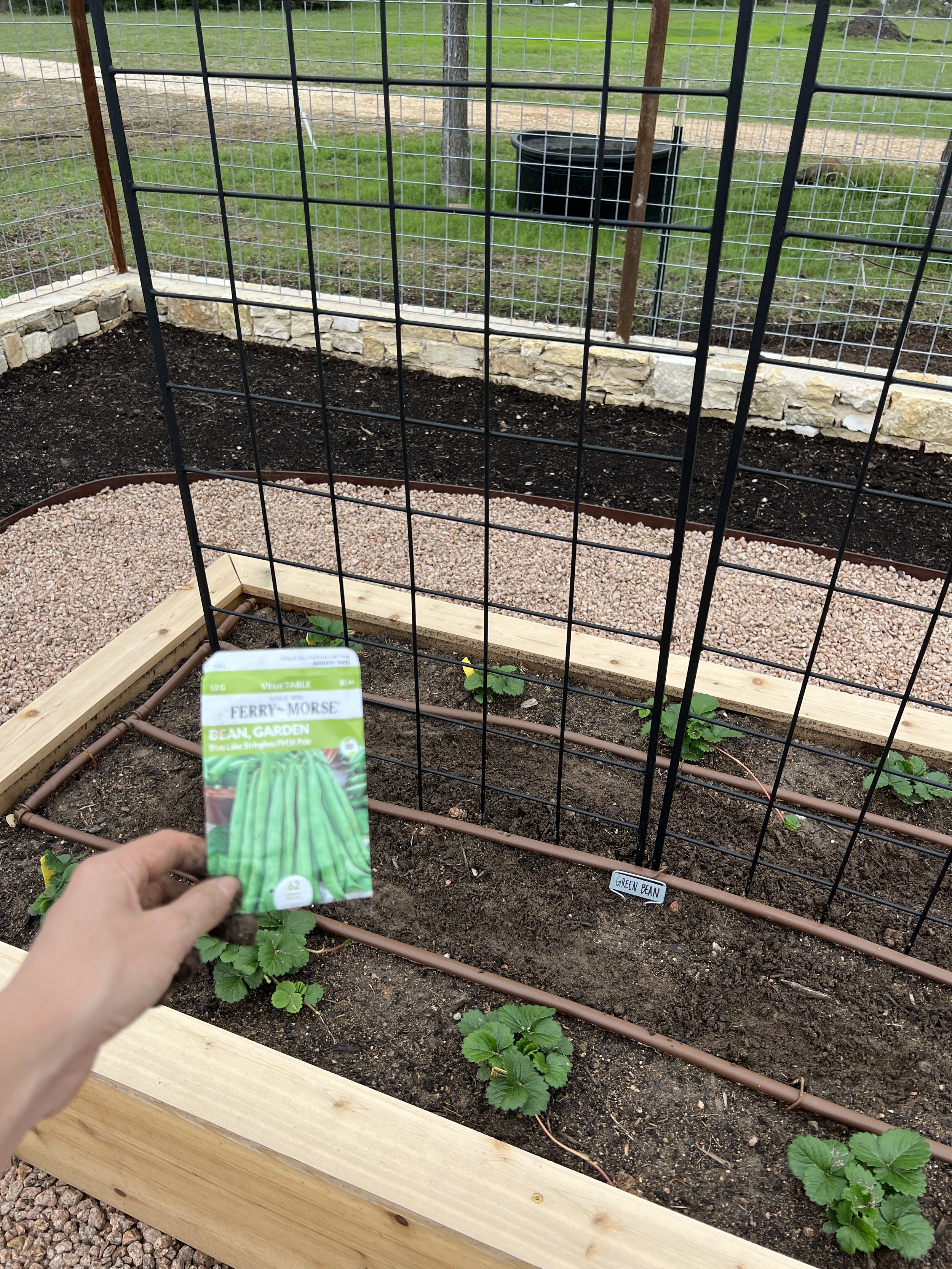 Growing green beans in Texas