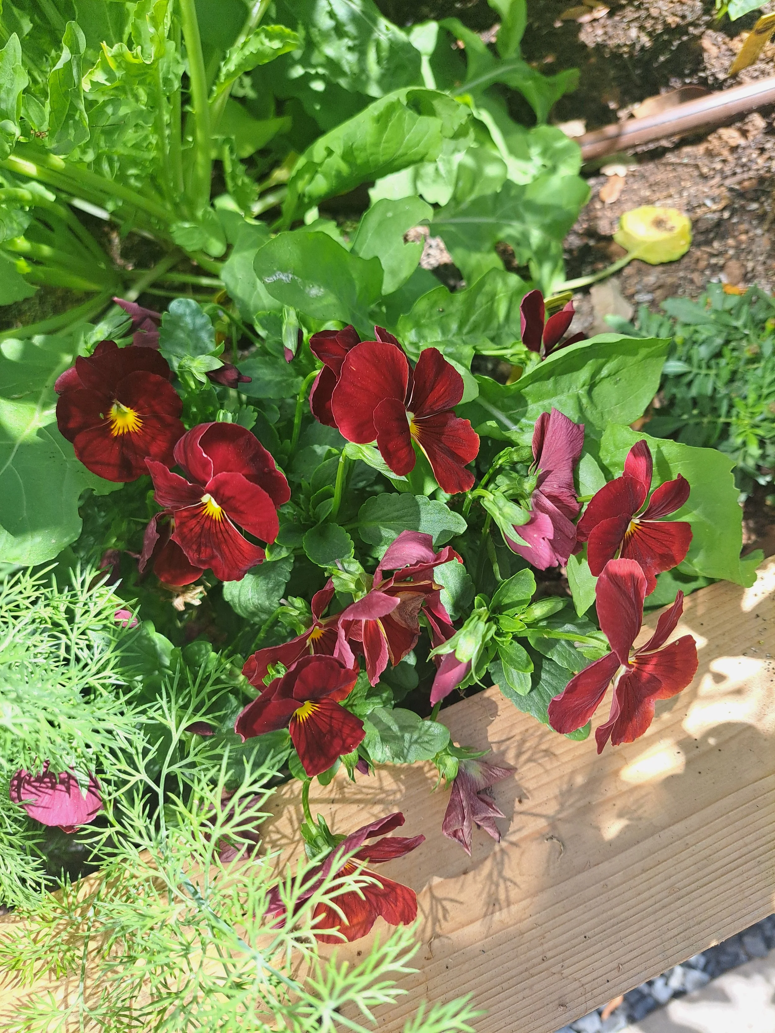 organic garden installation