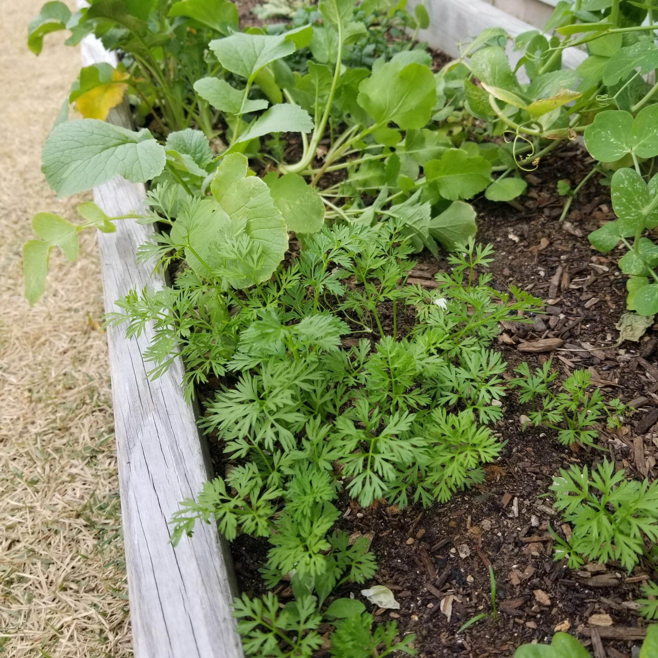 Radish and carrots coming up!