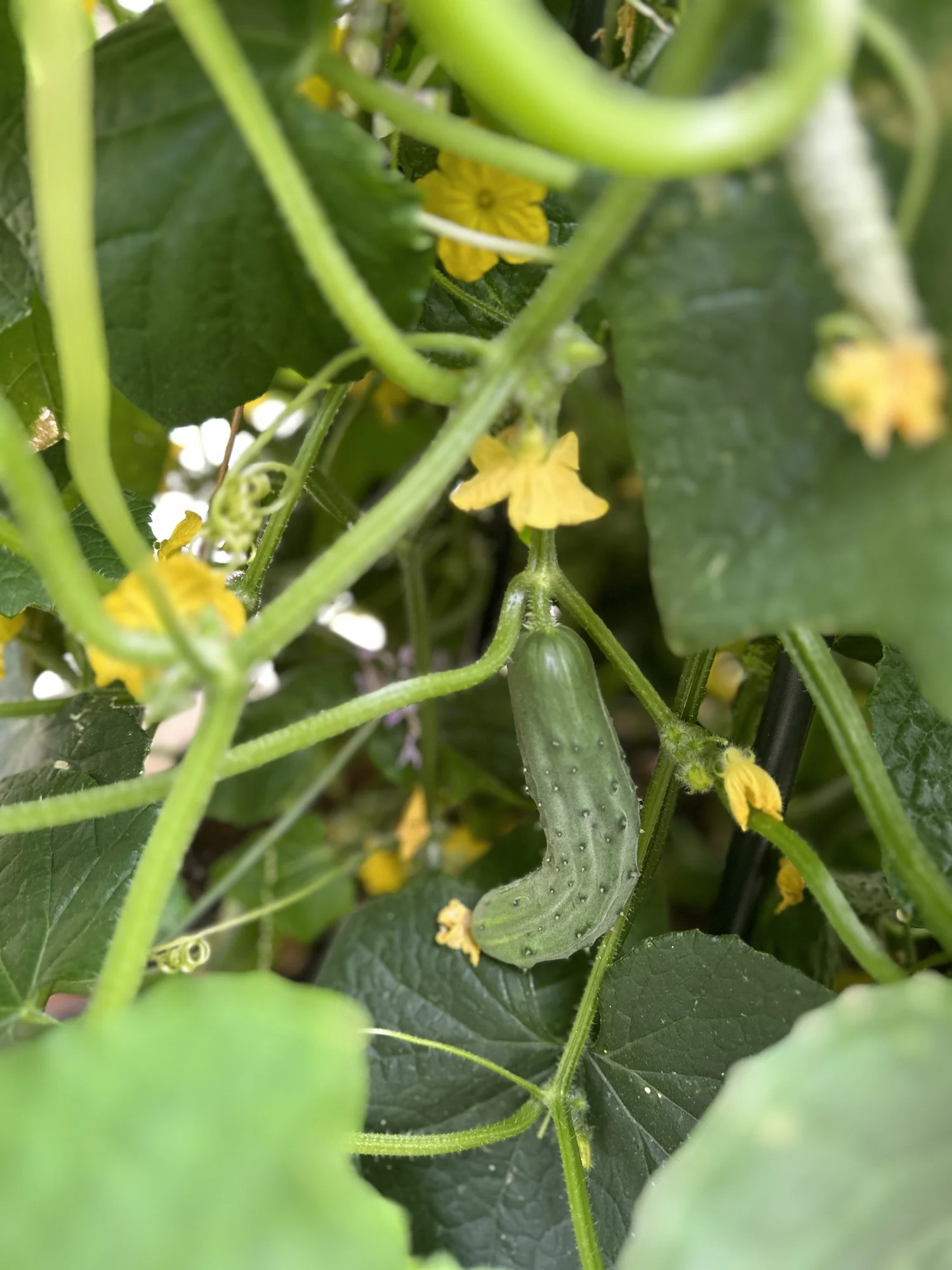 July Texas Garden Tips The hottest month for the garden! — Texas