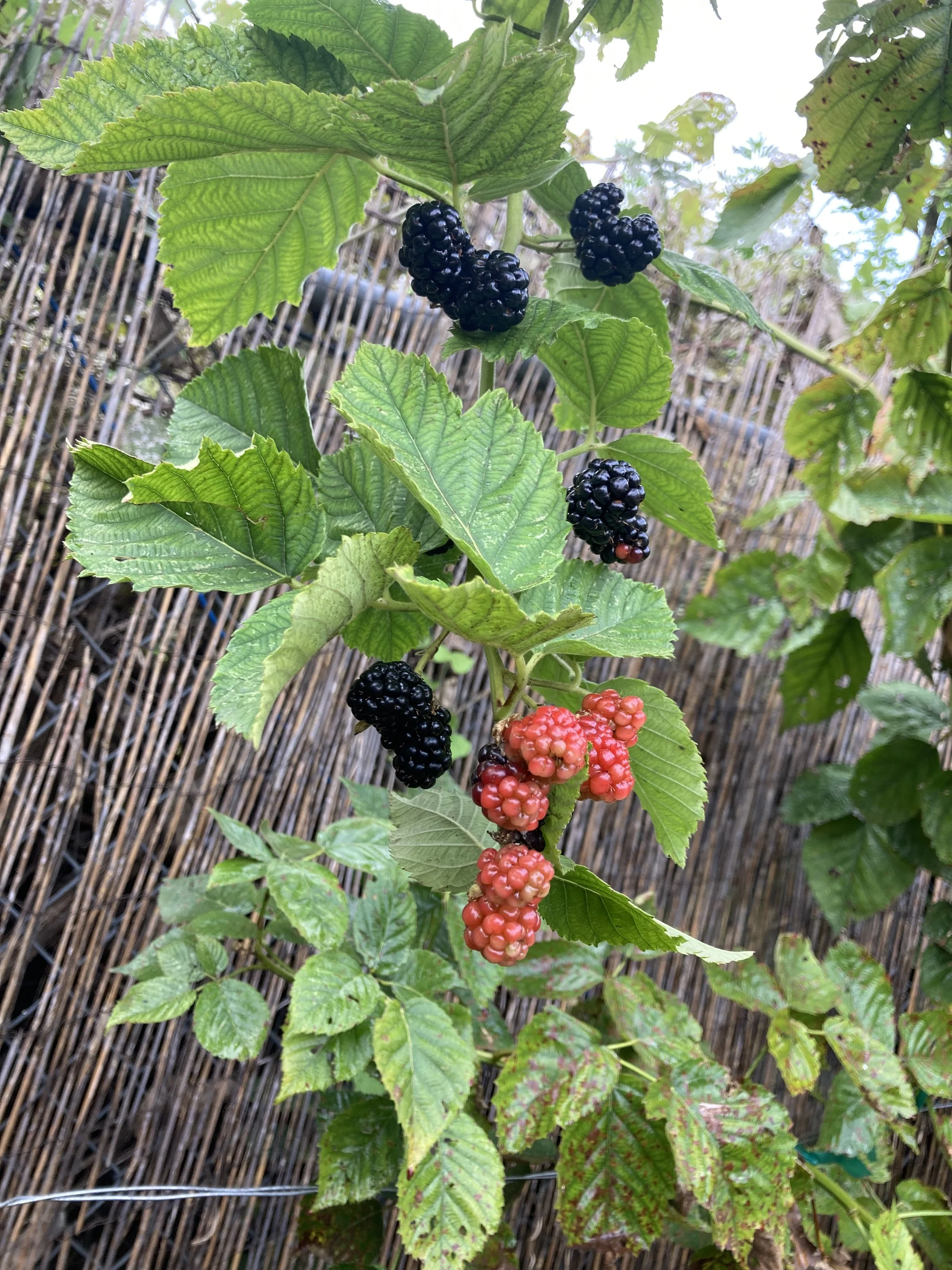 grow your own blackberries