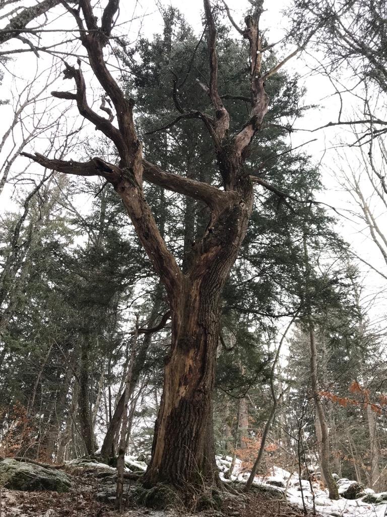 A large Tree in the woods