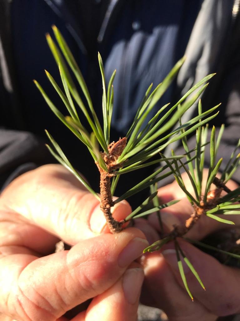 Evergreen Tree Bud