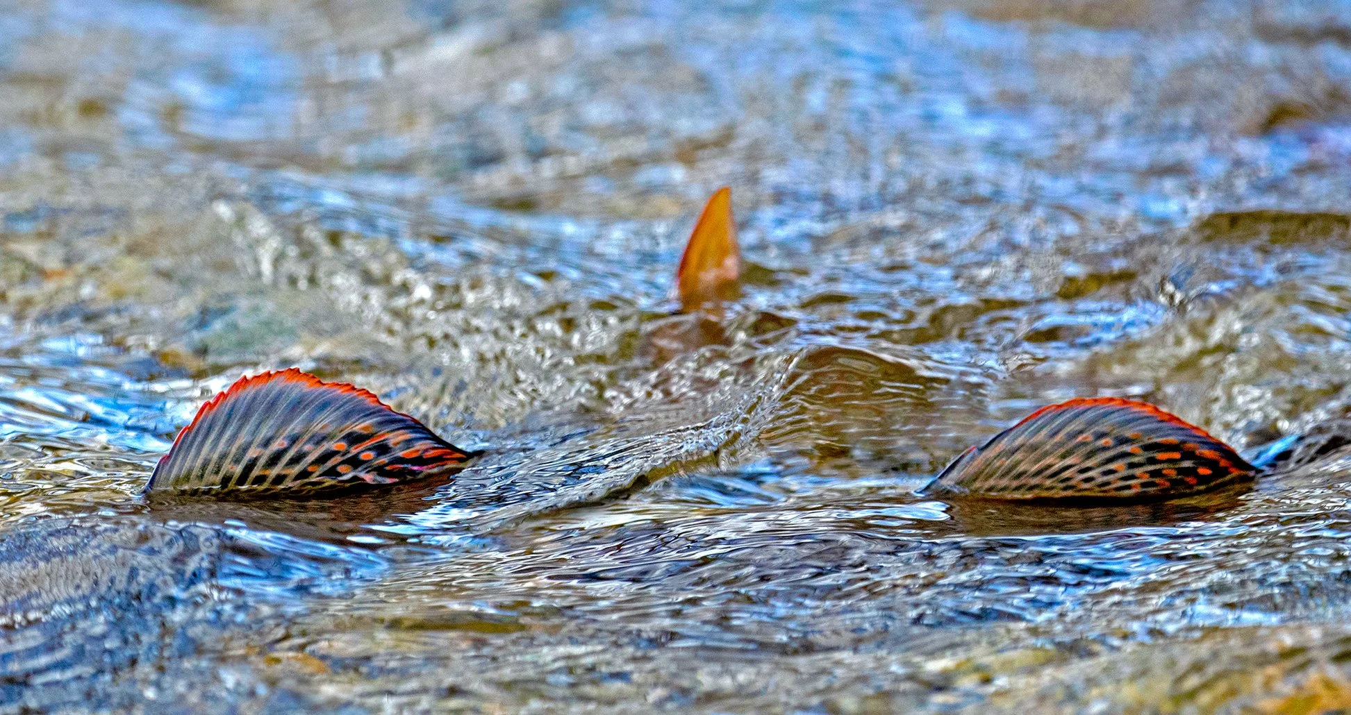 High Mountain lake Grayling finning in the outlet