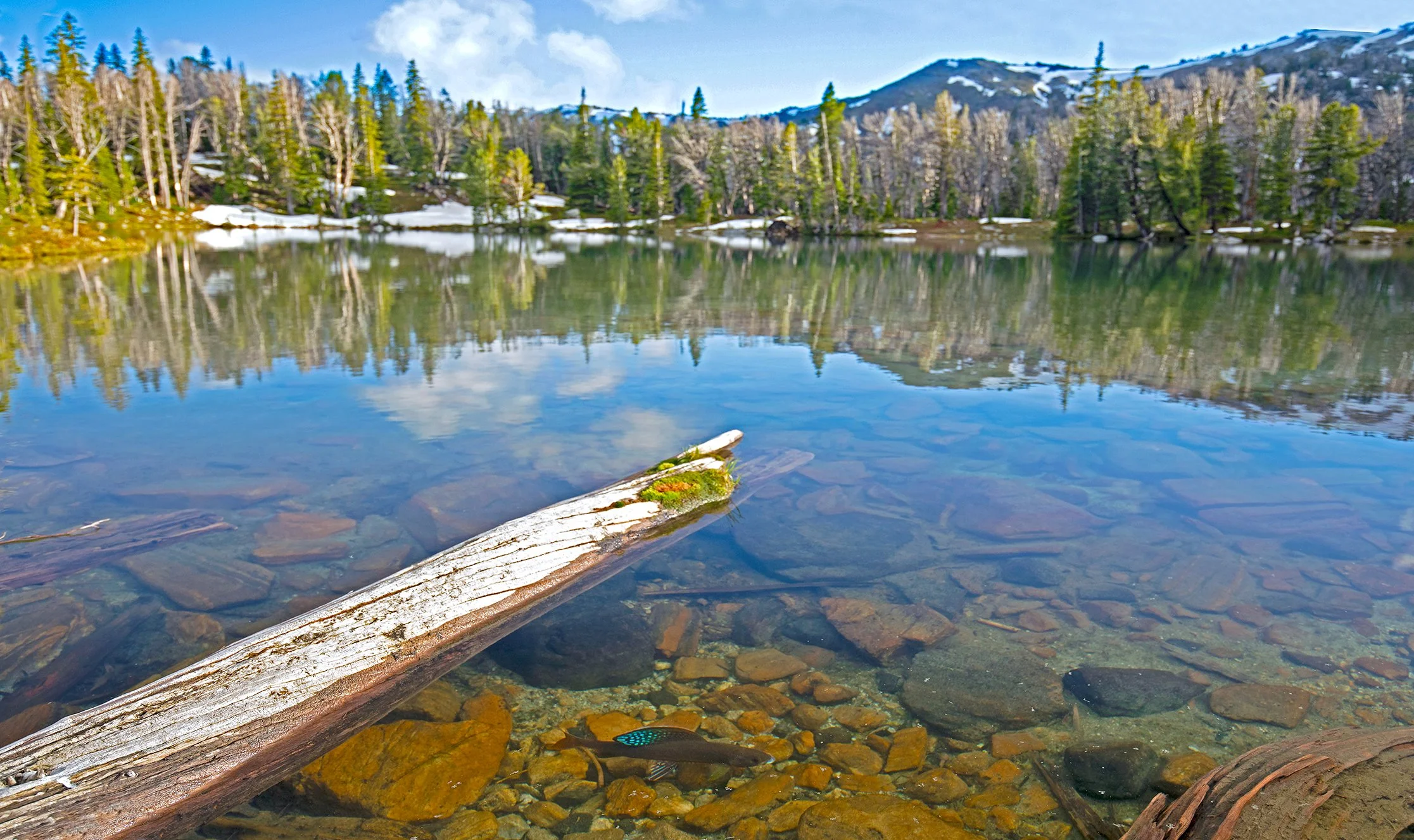 High Alpine Grayling in the shallows