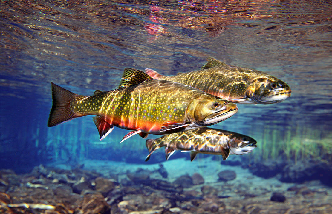 Fly fishing underwater trout photography Brook Trout Cutthroat trout salmon  Montana Grayling — FISH EYE GUY UNDERWATER TROUT PHOTOGRAPHY