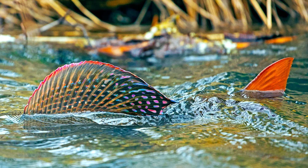 Ode to the wonderful Grayling  FISH EYE GUY UNDERWATER TROUT PHOTOGRAPHY