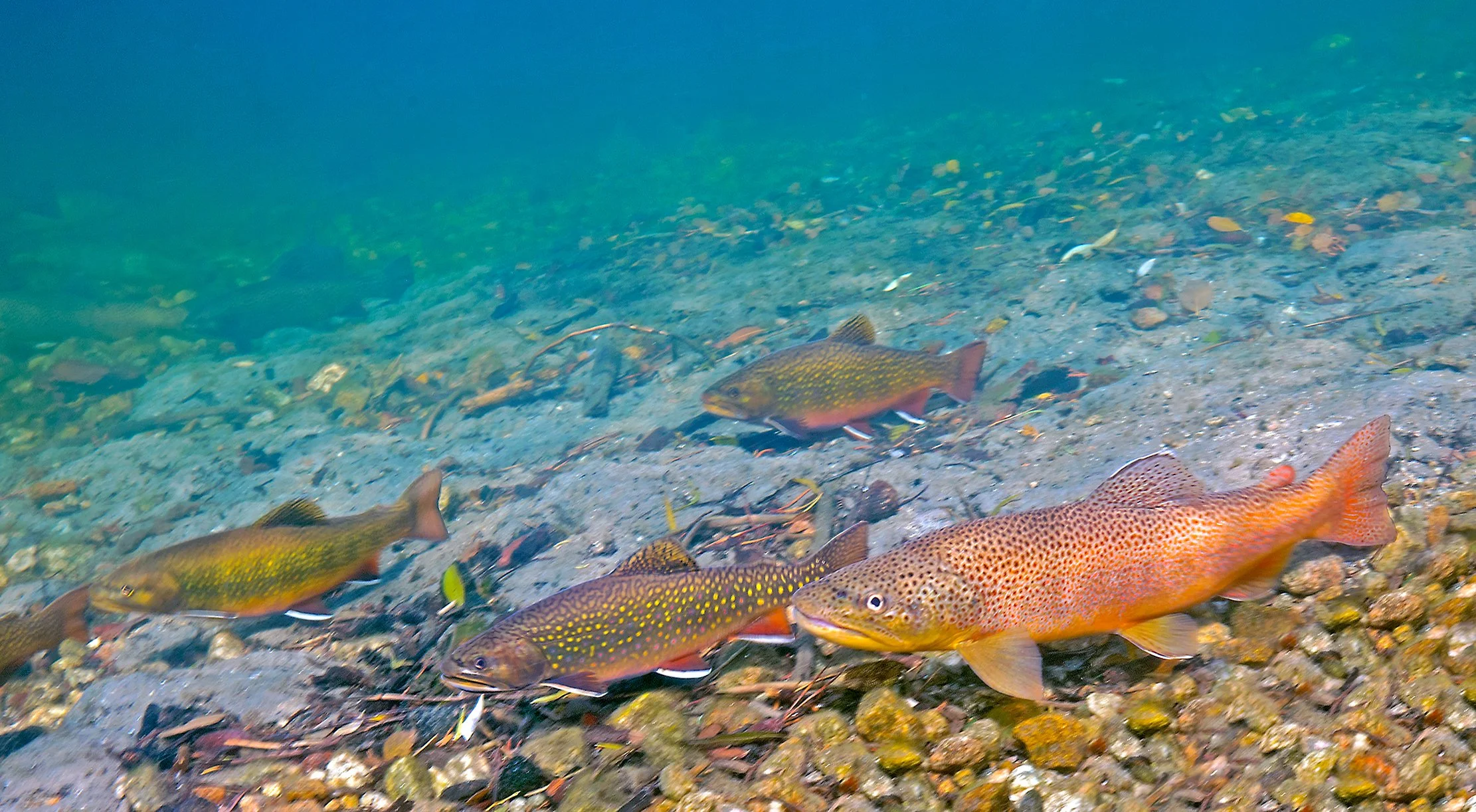 Recipe for a Tiger Trout