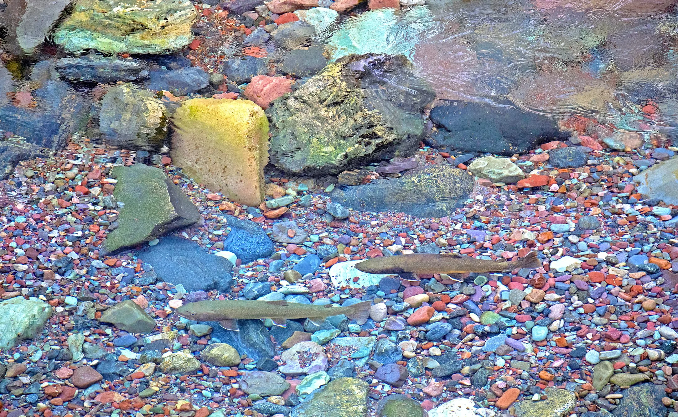 Bull trout on the rainbow rocks, northcountry