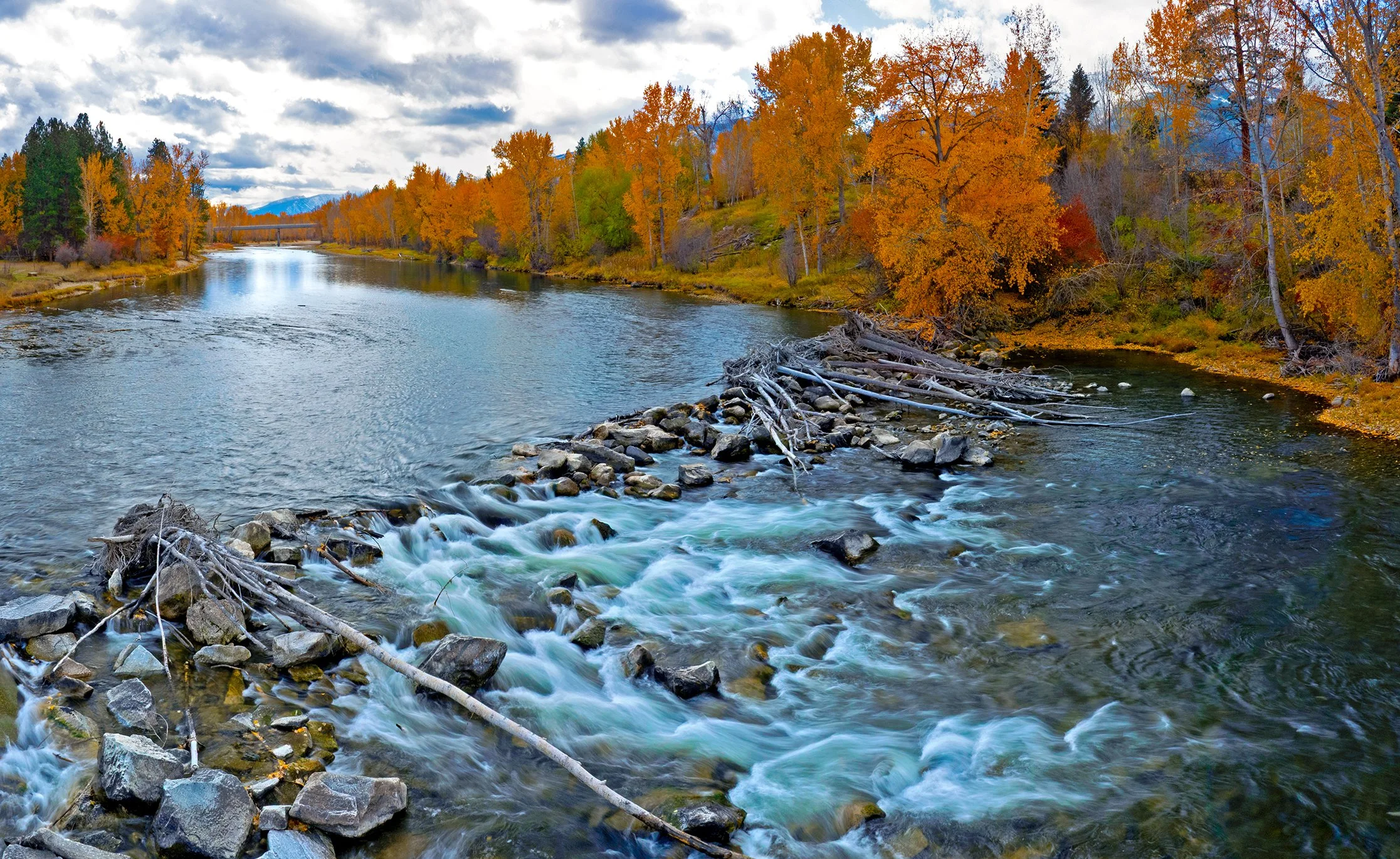 Bitterroot River fall cottonwoods