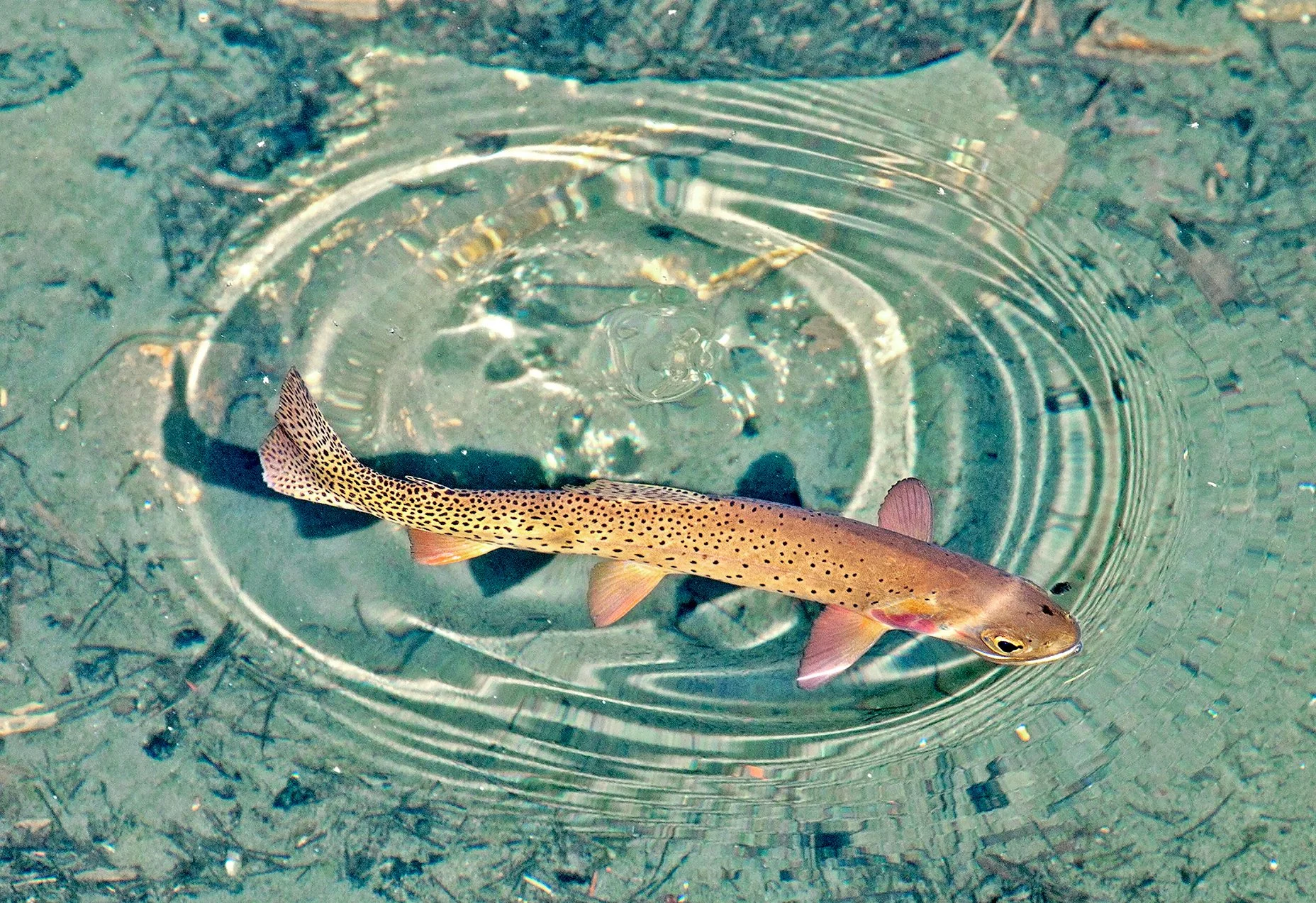 High Alpine Yellowstone Cutthroat in the ring of the rise