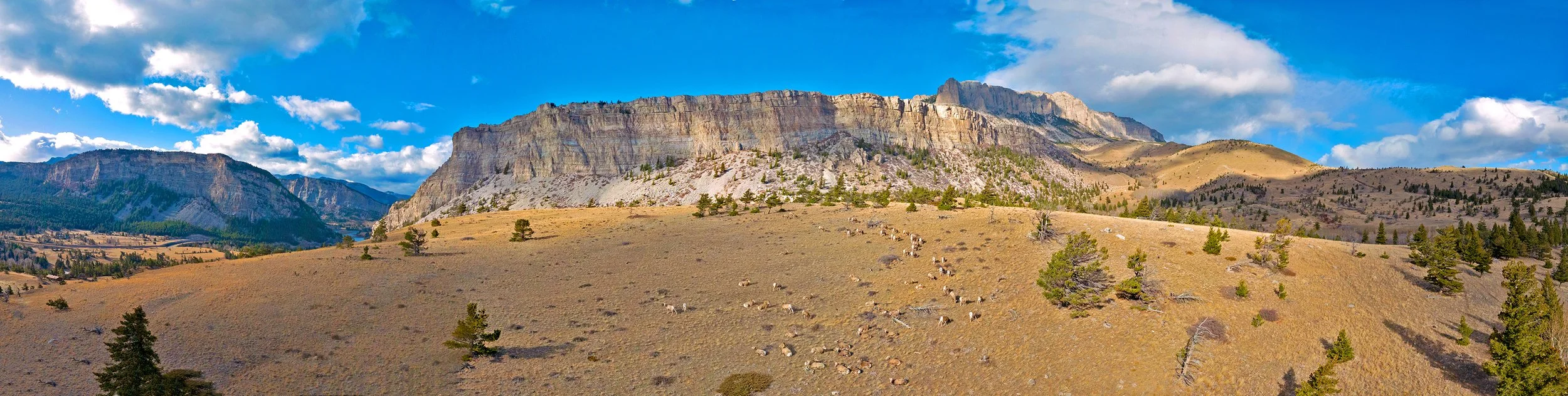Sun River Canyon Bighorn herd, Rocky Mountain Front