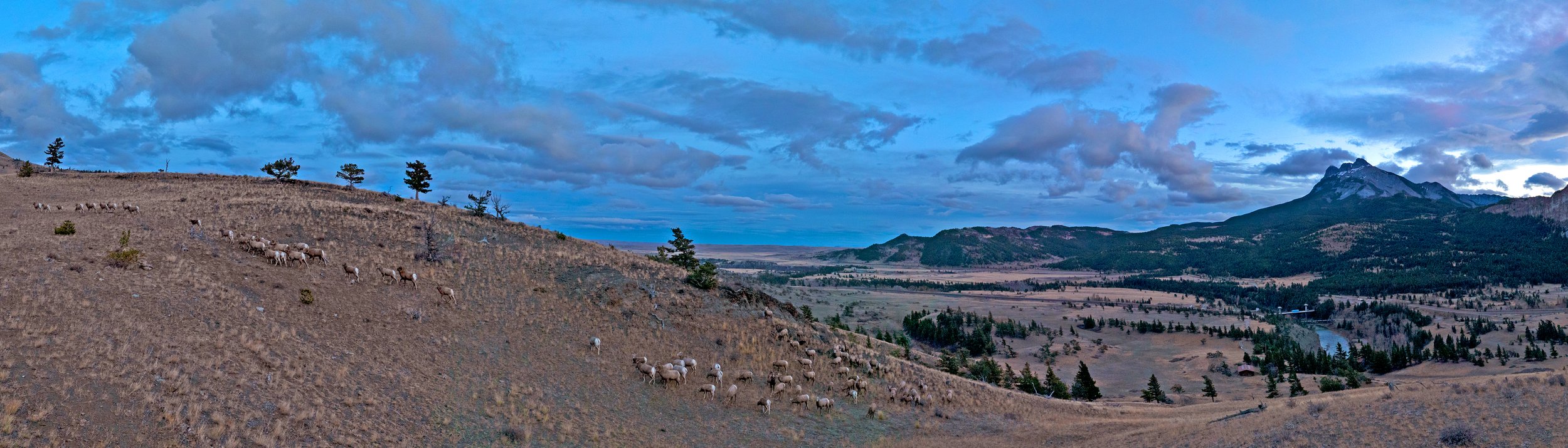 Rocky Mountain Front Bighorn herd