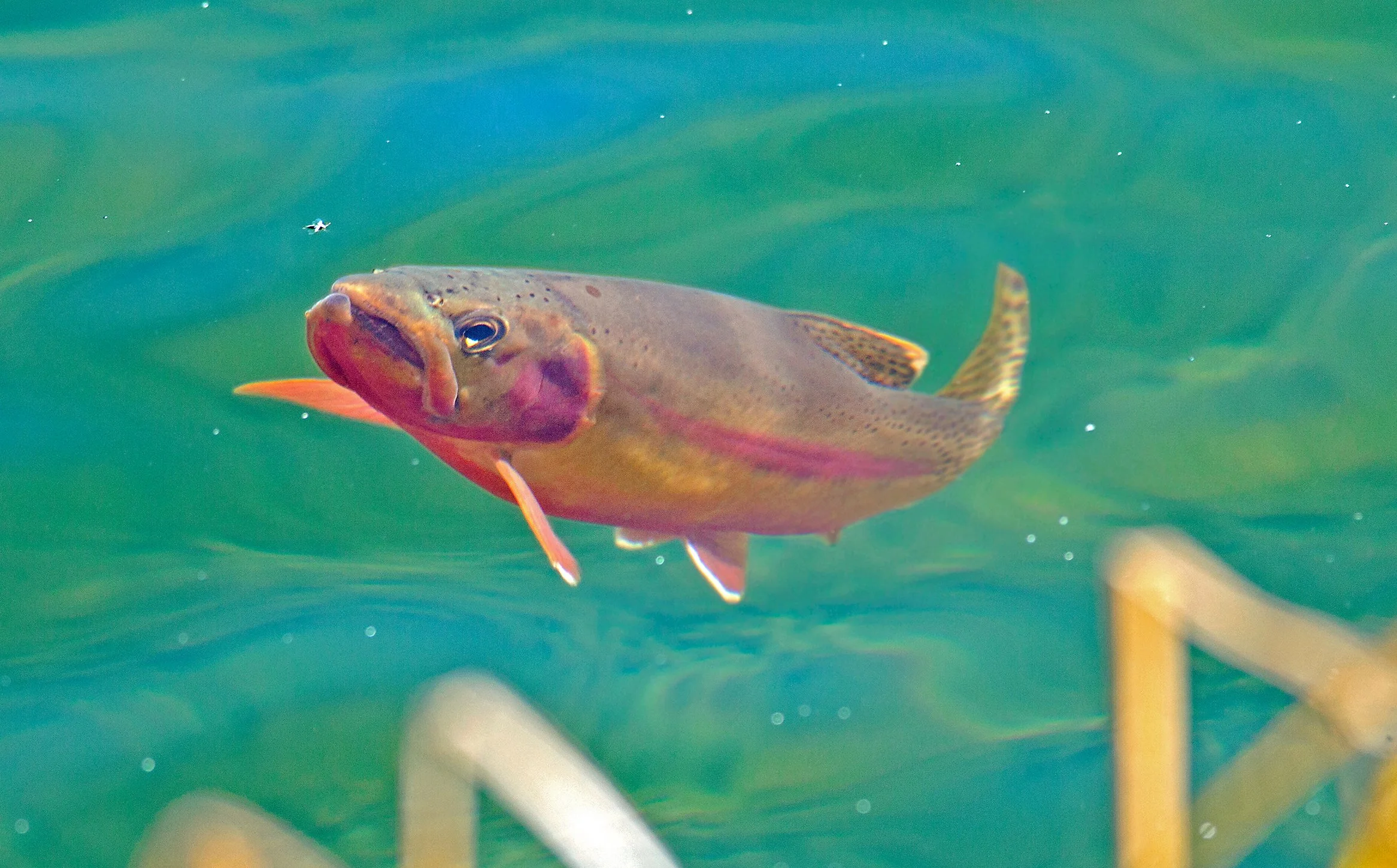 Midging Golden Trout, Wind River Range, Wyoming