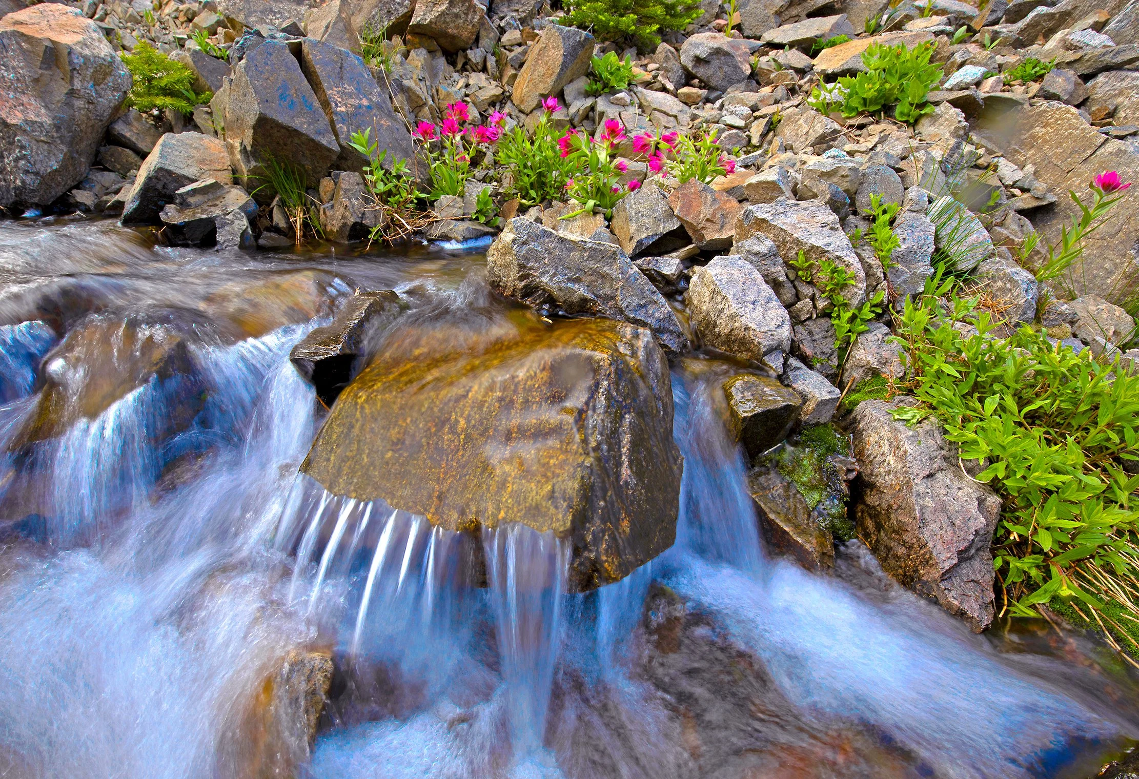Wildflowers in the alpine, Lee Metcalf Wilderness