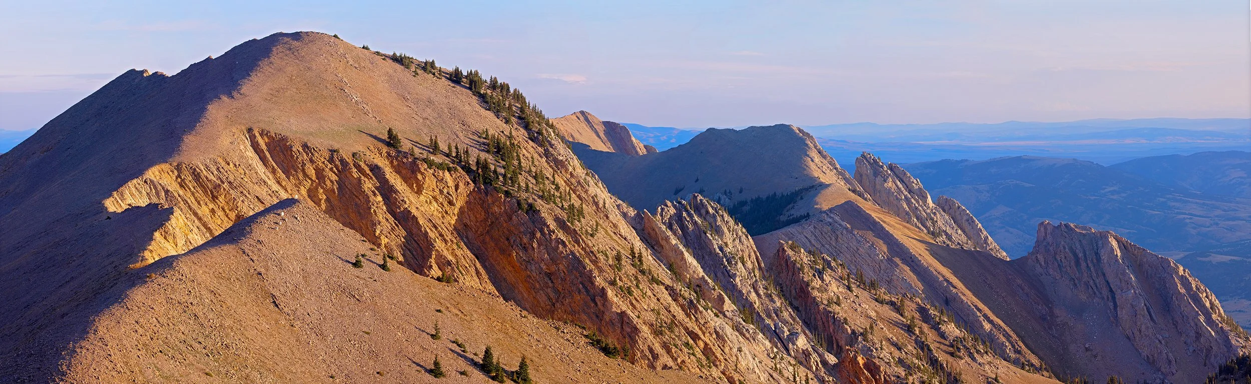 Mountain Goats in the Northern Bridgers