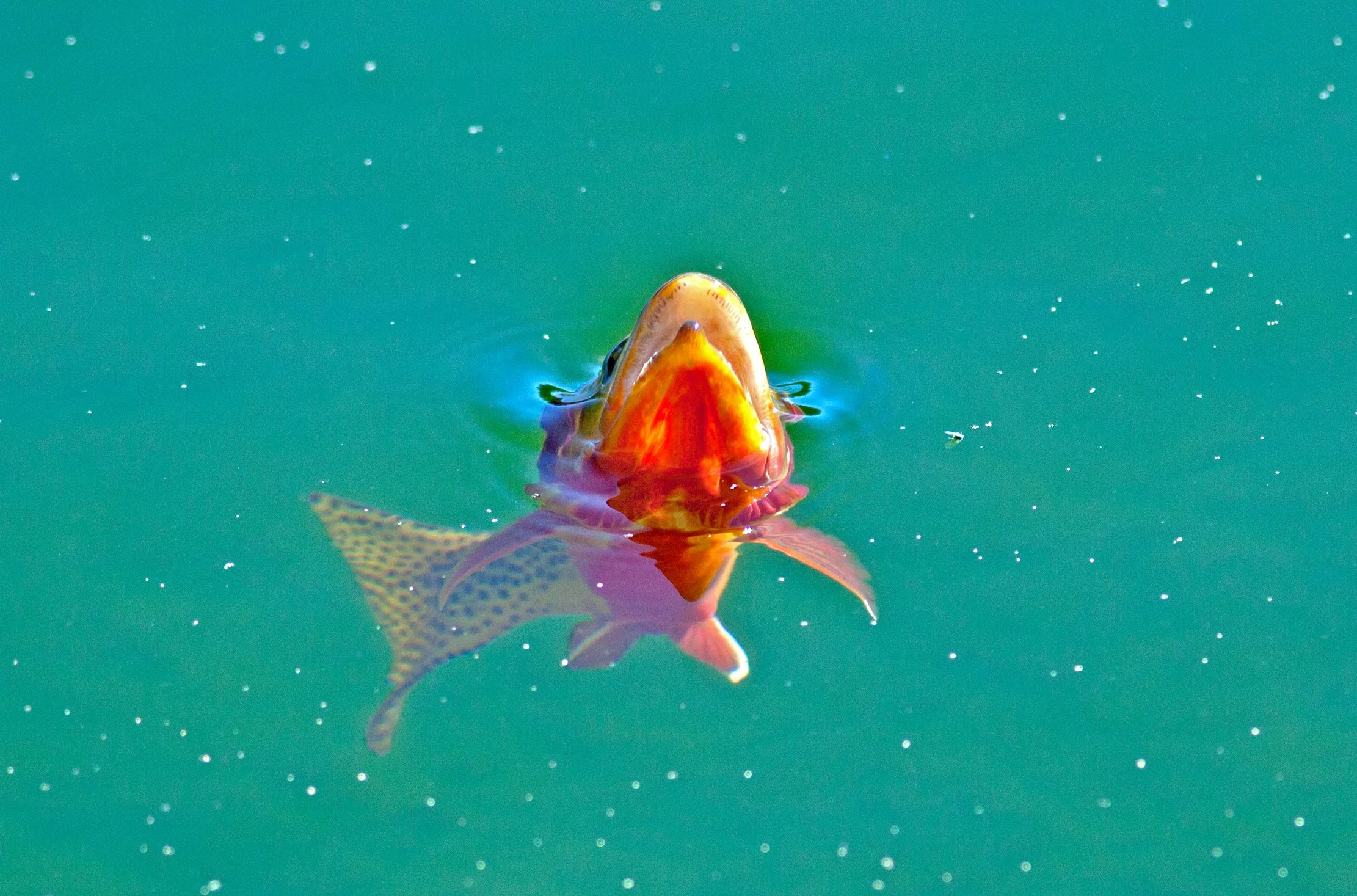 Midging Golden Trout, Wyoming High Country