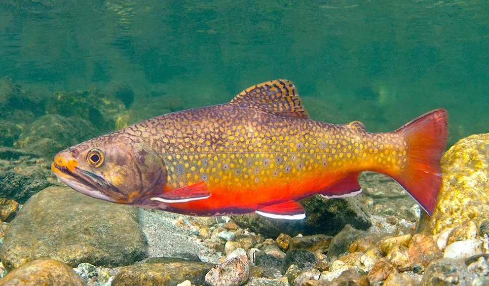 Brook trout, Colorado Highcountry