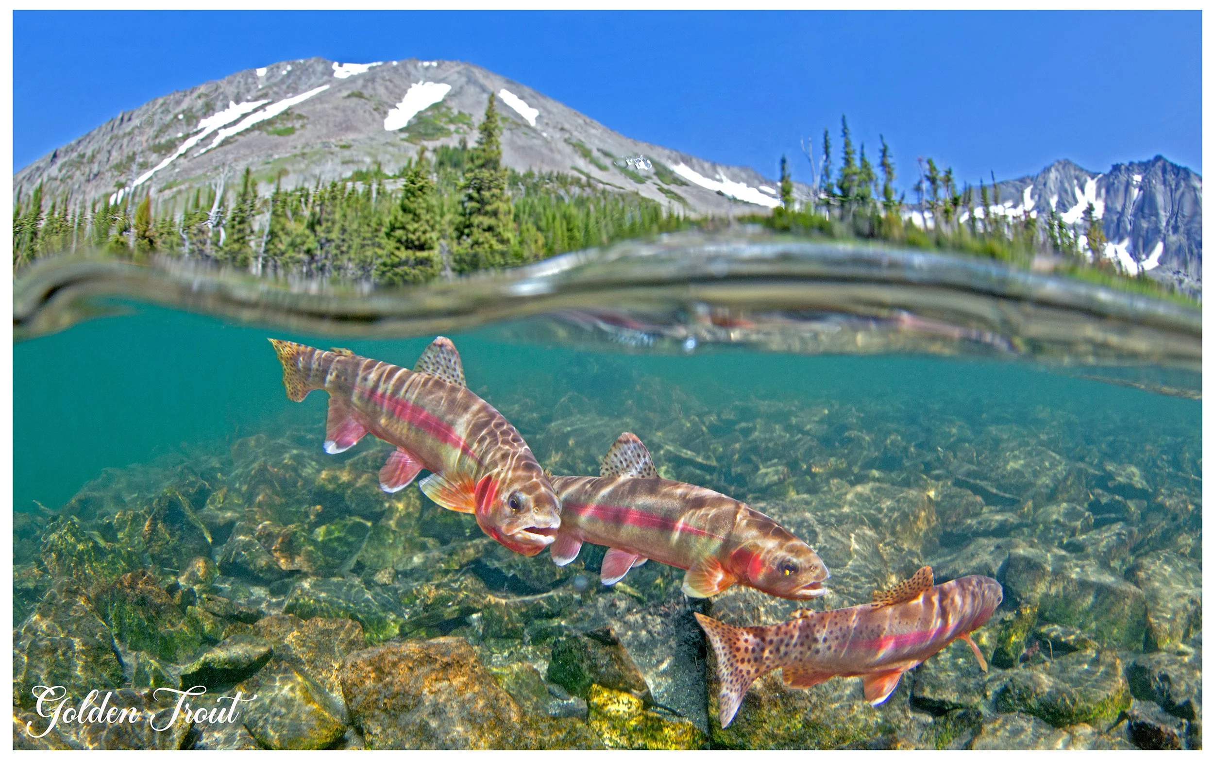 Crazy Mountain Golden Trout at the treeline