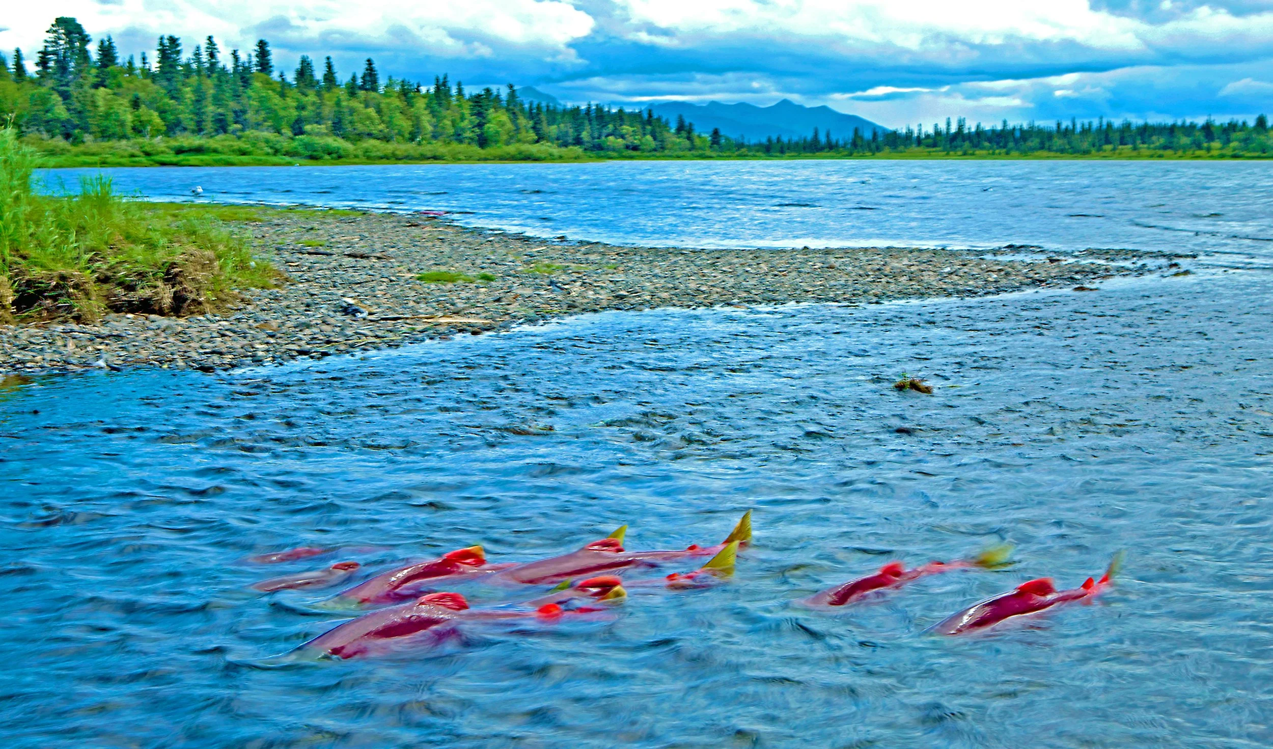 Bristol Bay Sockey Salmon staged for the final run