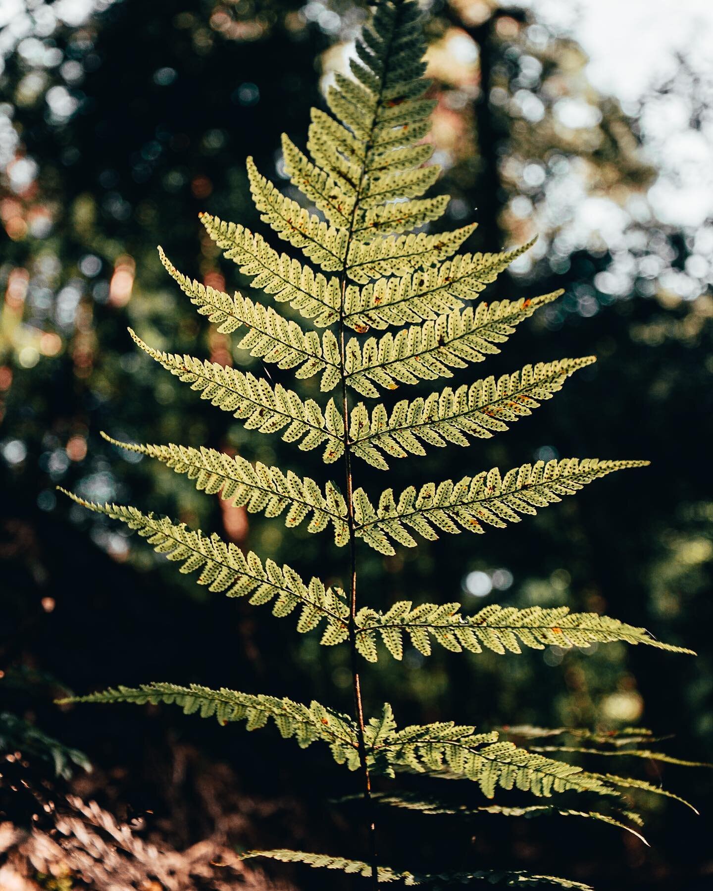 Kasuga primeval forest has been left untouched by humans (no hunting, logging or anything) for thousands of years. It was really cool walking through and soaking up all the nature!