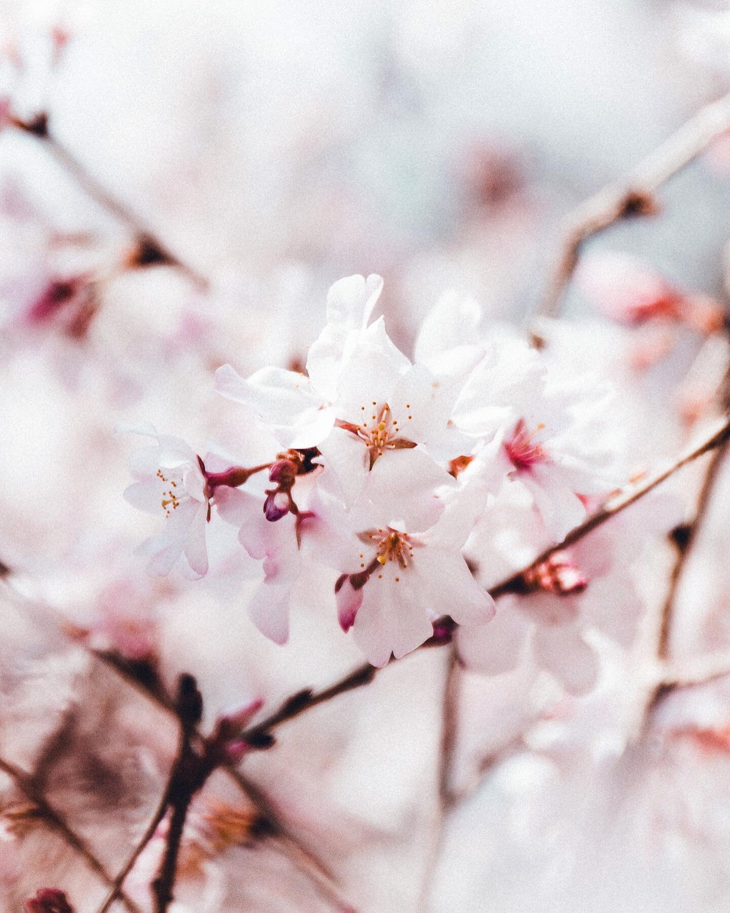 Spring is beautiful anywhere, but it really is something special in Japan. One day you wake up and everywhere you go there are cherry blossoms. A nightmare if you struggle with hay fever but beautiful nonetheless! I&rsquo;m kind of curious, which is 