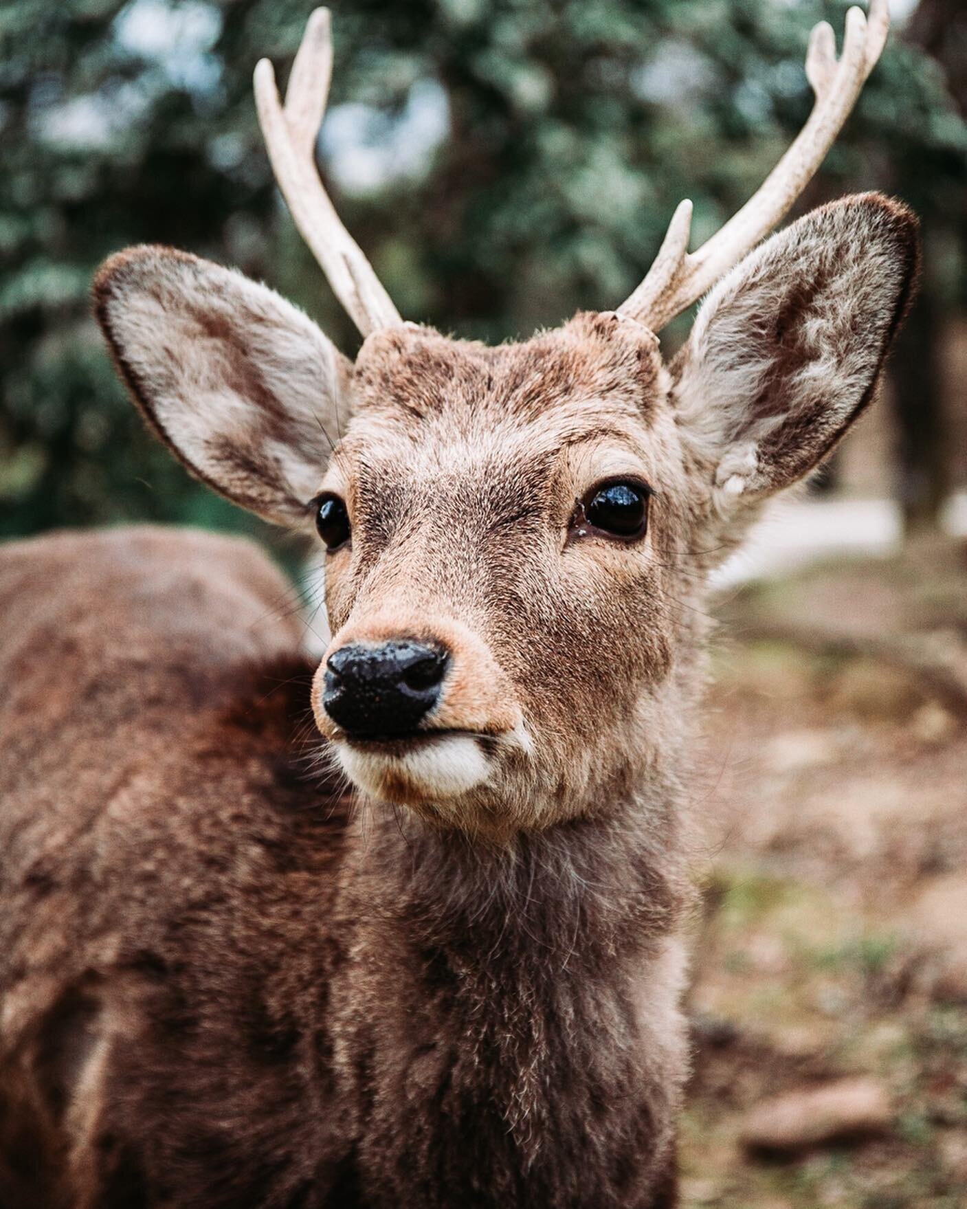 If I had to photograph one place for the rest of my life it would have to be Nara park 🦌 Then again I feel like I&rsquo;m constantly saying that new places I visit are my favourite 😂 I should settle with the fact that I just love Japan! What&rsquo;