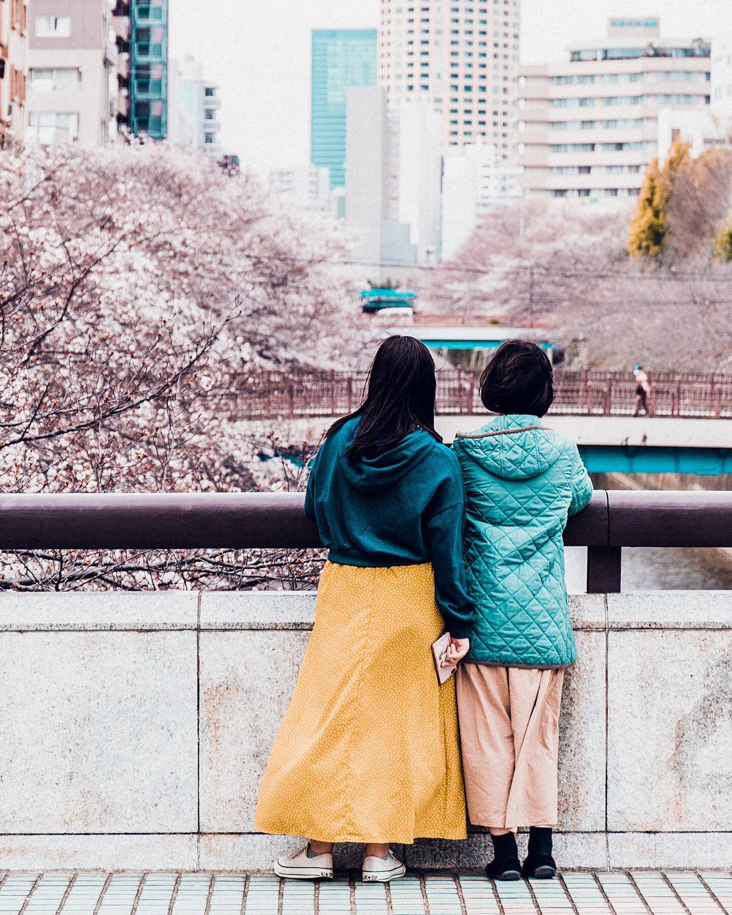 I&rsquo;m so glad I was able to see the endless cherry blossoms along the Meguro river this year 🌸