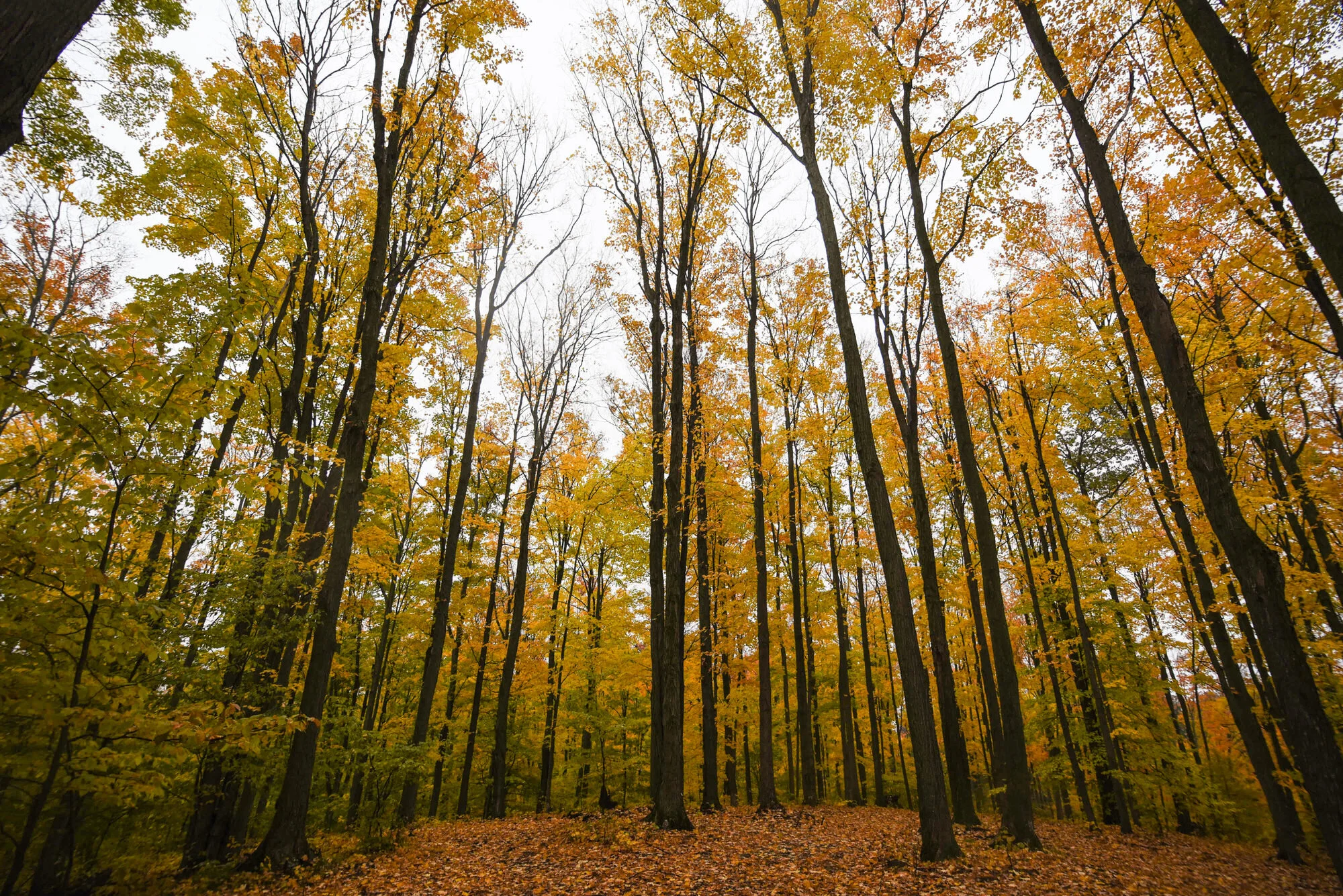 Tree House Ridge, LLC Treehouse Resort Rentals in Michigan