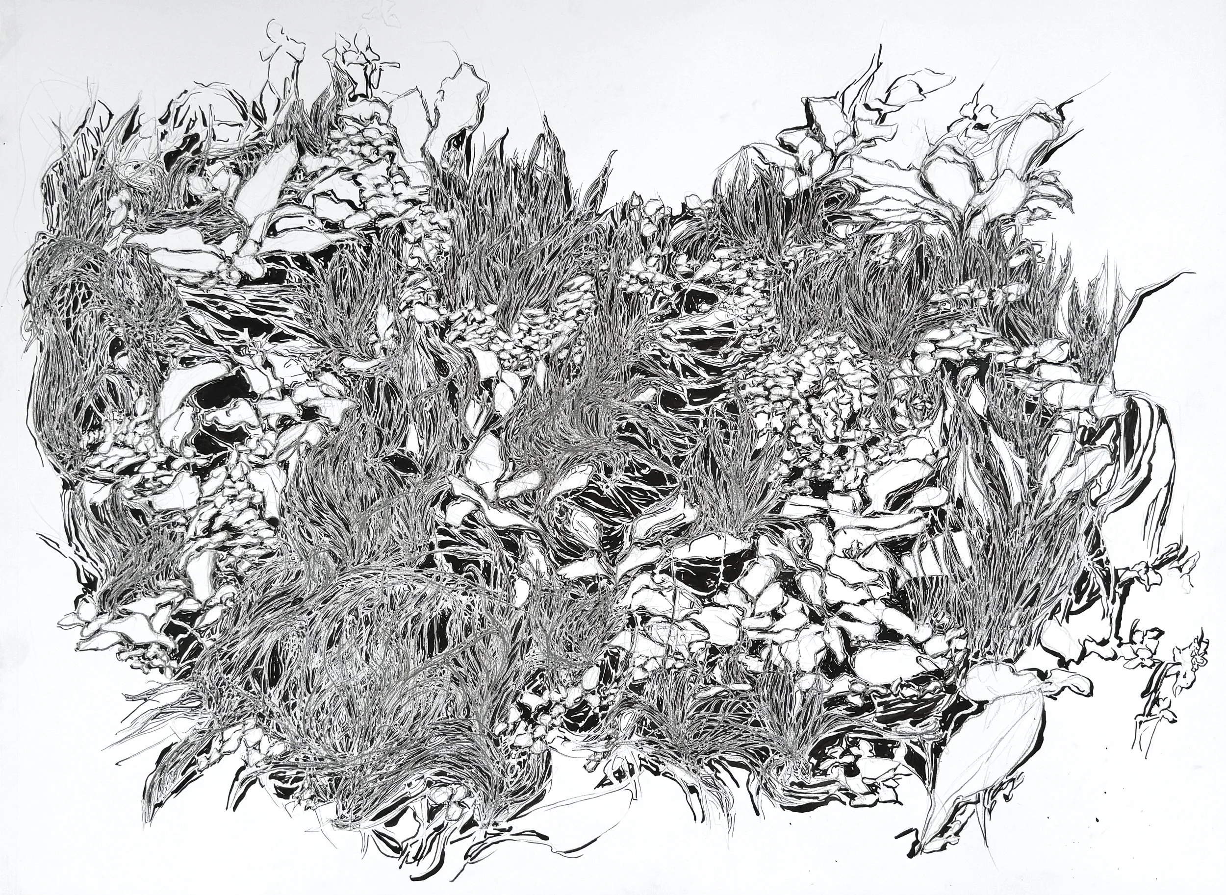 An Ode to Grass | 18" x 24" | graphite, and ink on paper | 2026