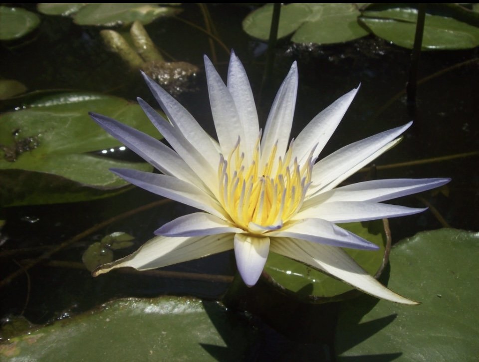Spring, time for conscious co-creation, with the guidance of the Blue Lotus 