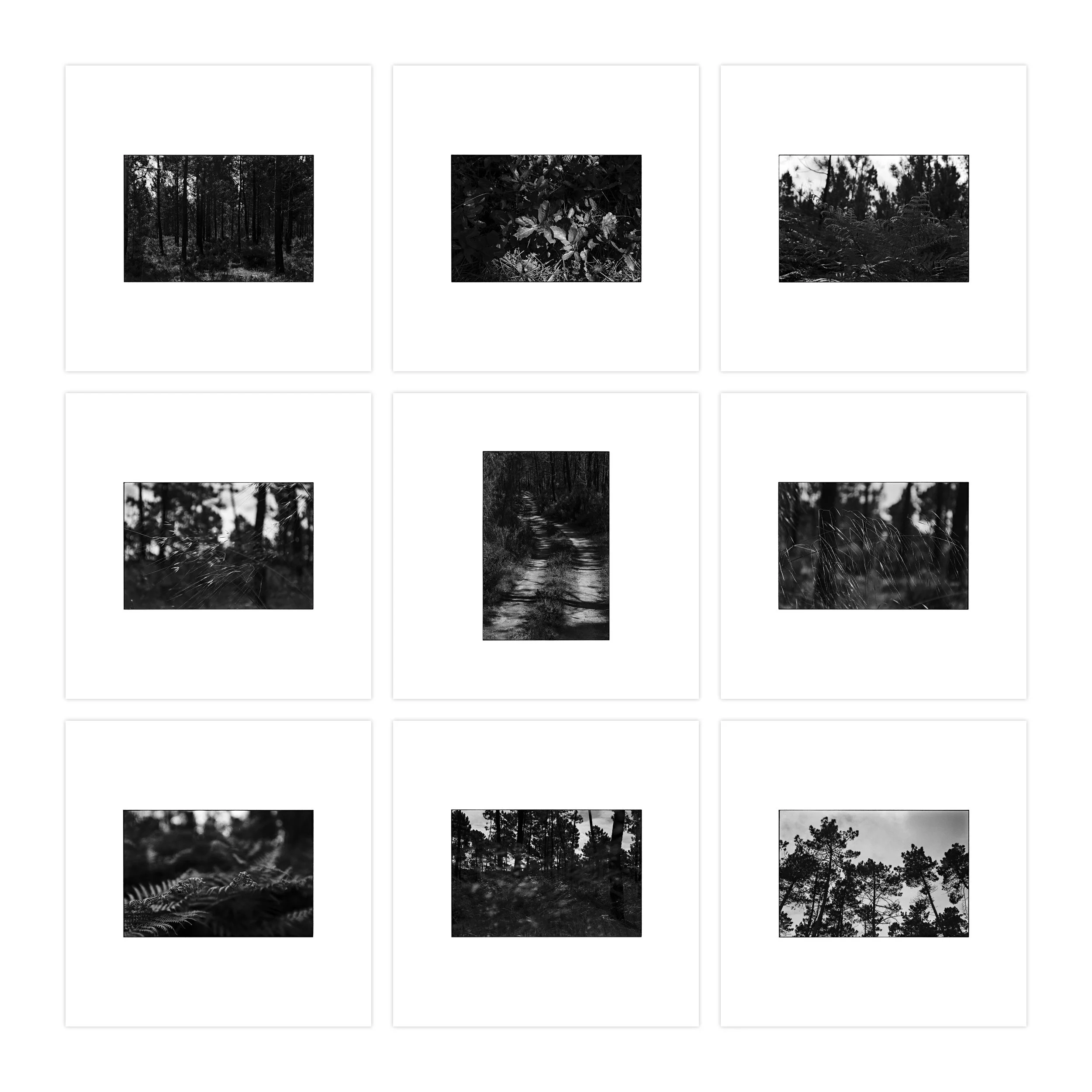 VERDI (nine photos) • Limited edition of 9 + 1 AP • print size 18 x 12 cm | paper size 27x 27 cm • ref: JF0055