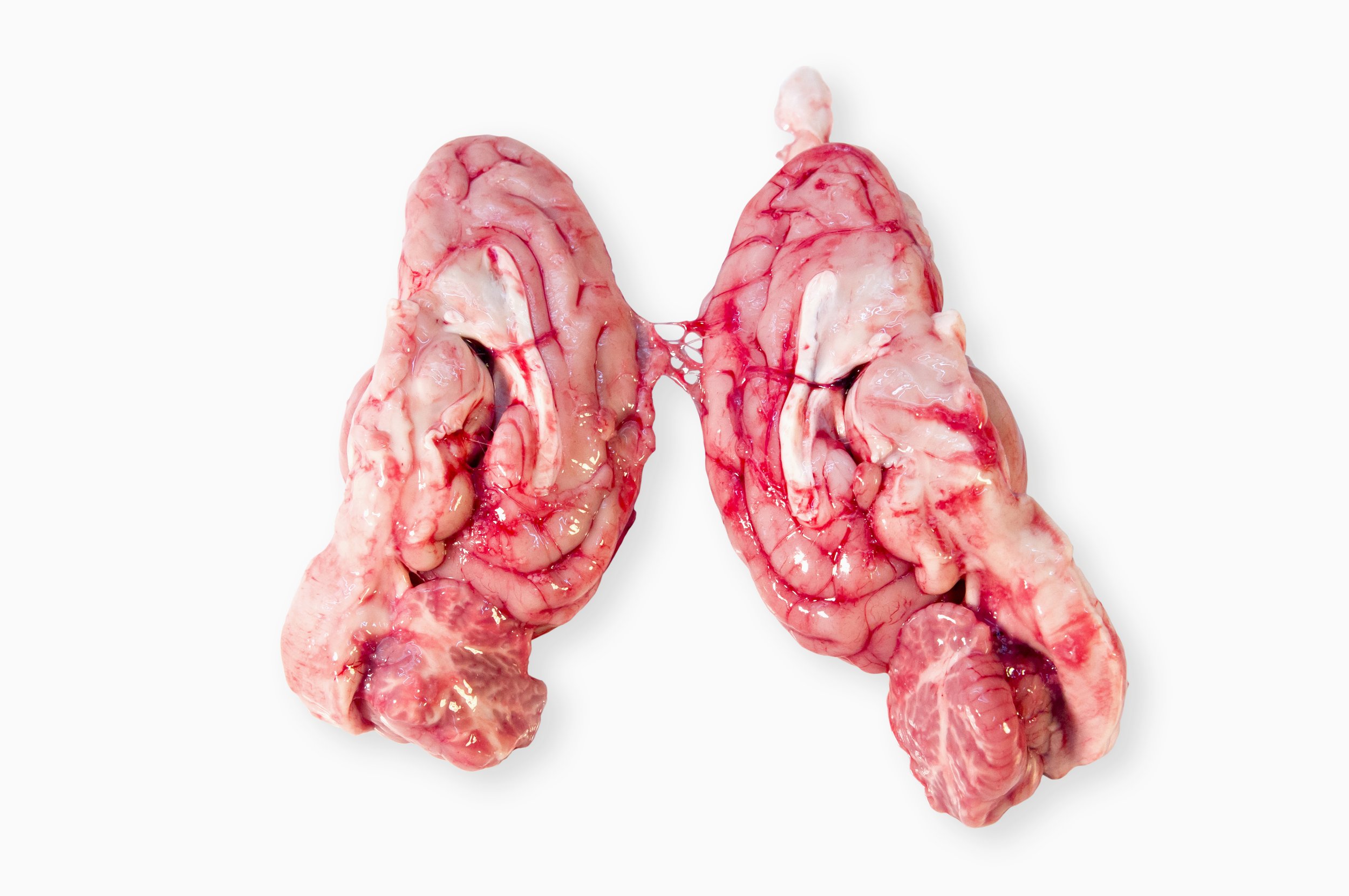 Raw pork brains on a white background