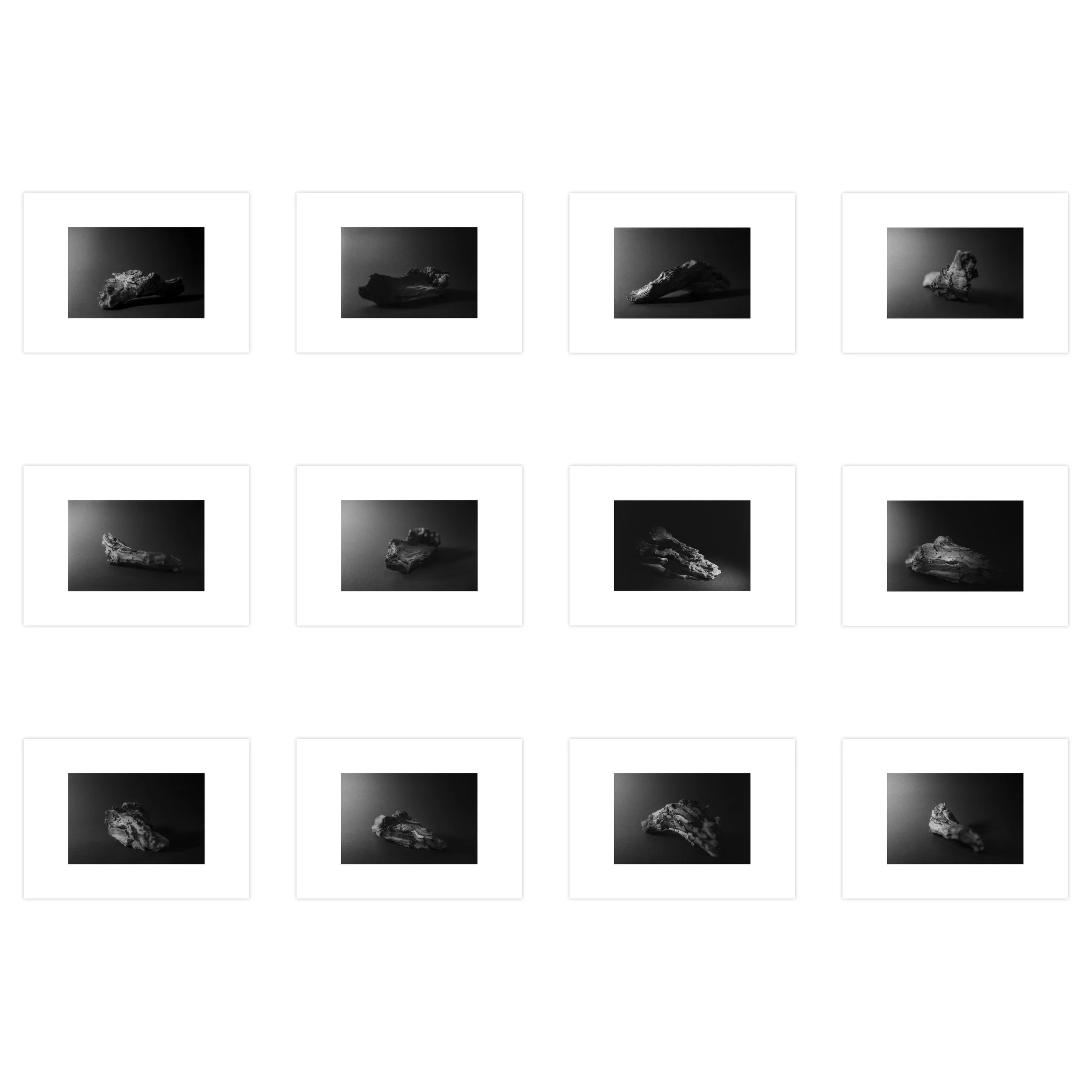 PINUS II (twelve photos) • Limited edition of 9 + 1 AP • print size 8,5 x 12,7 cm | paper size 14,8 x 21 cm • ref: JF0051