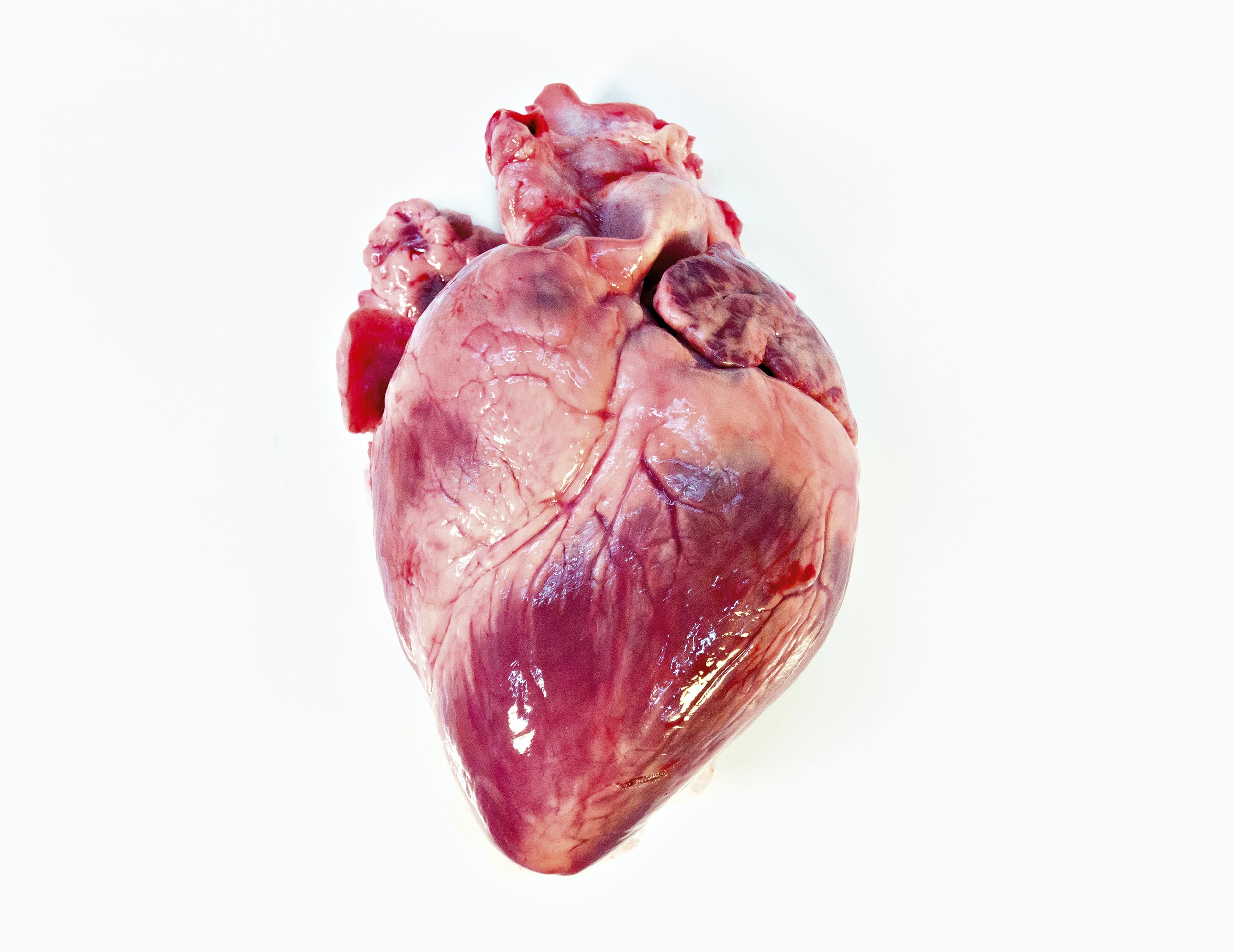 Close-up of a raw animal heart on a white background