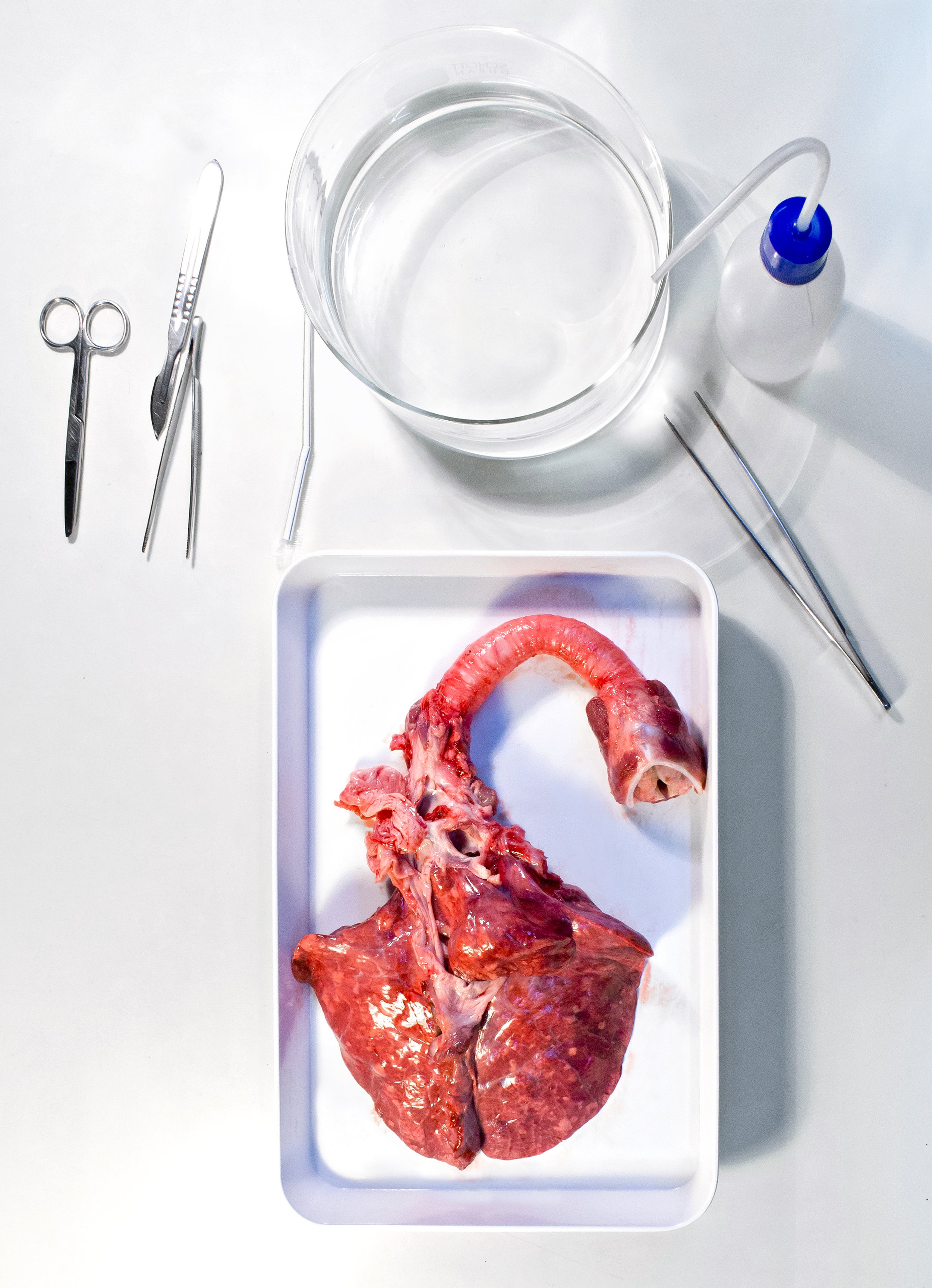 Dissected animal lungs on a tray with surgical tools, a bowl of water, and a squirt bottle on a white surface.