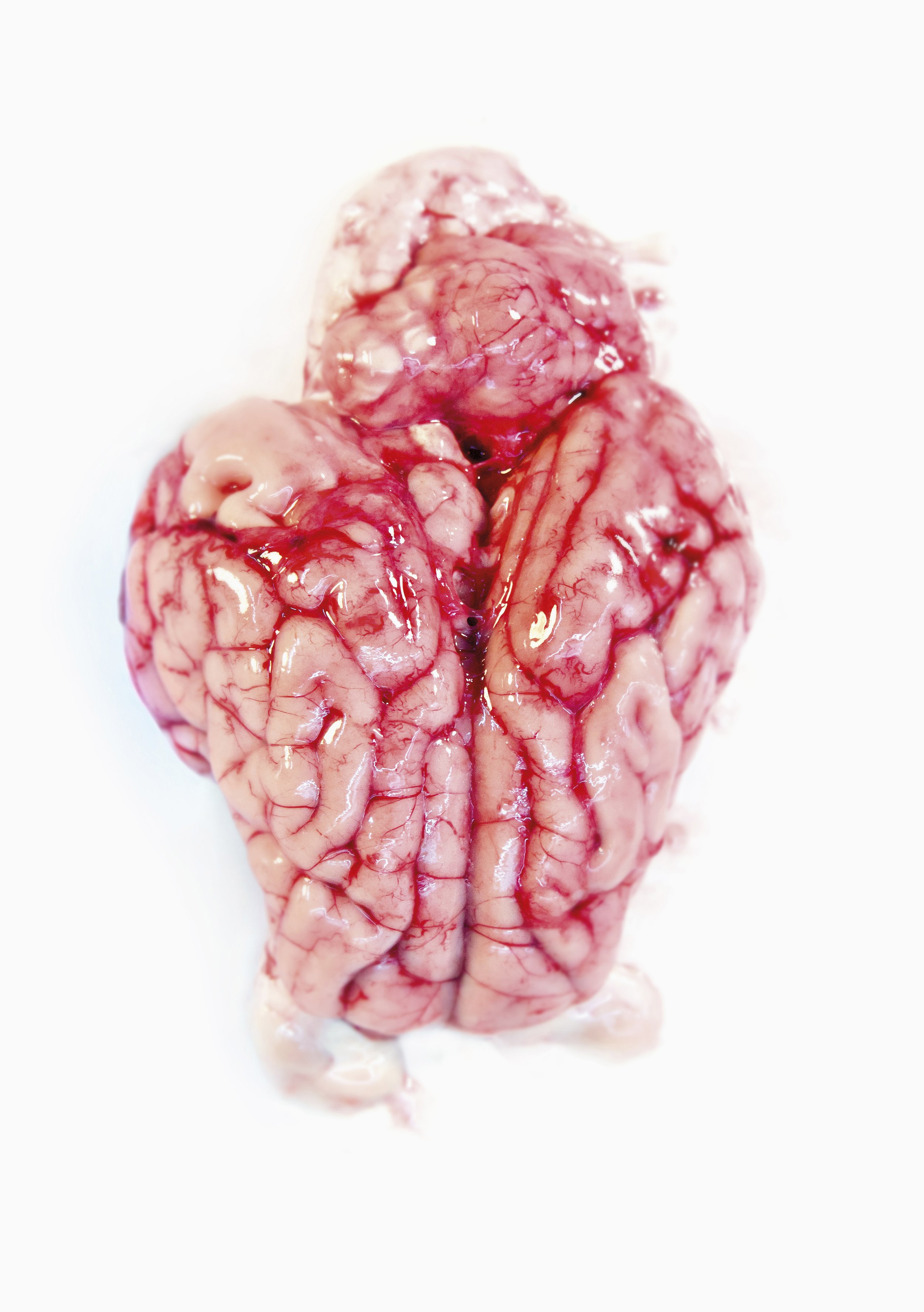 Close-up of an animal brain with visible blood vessels on a white background.