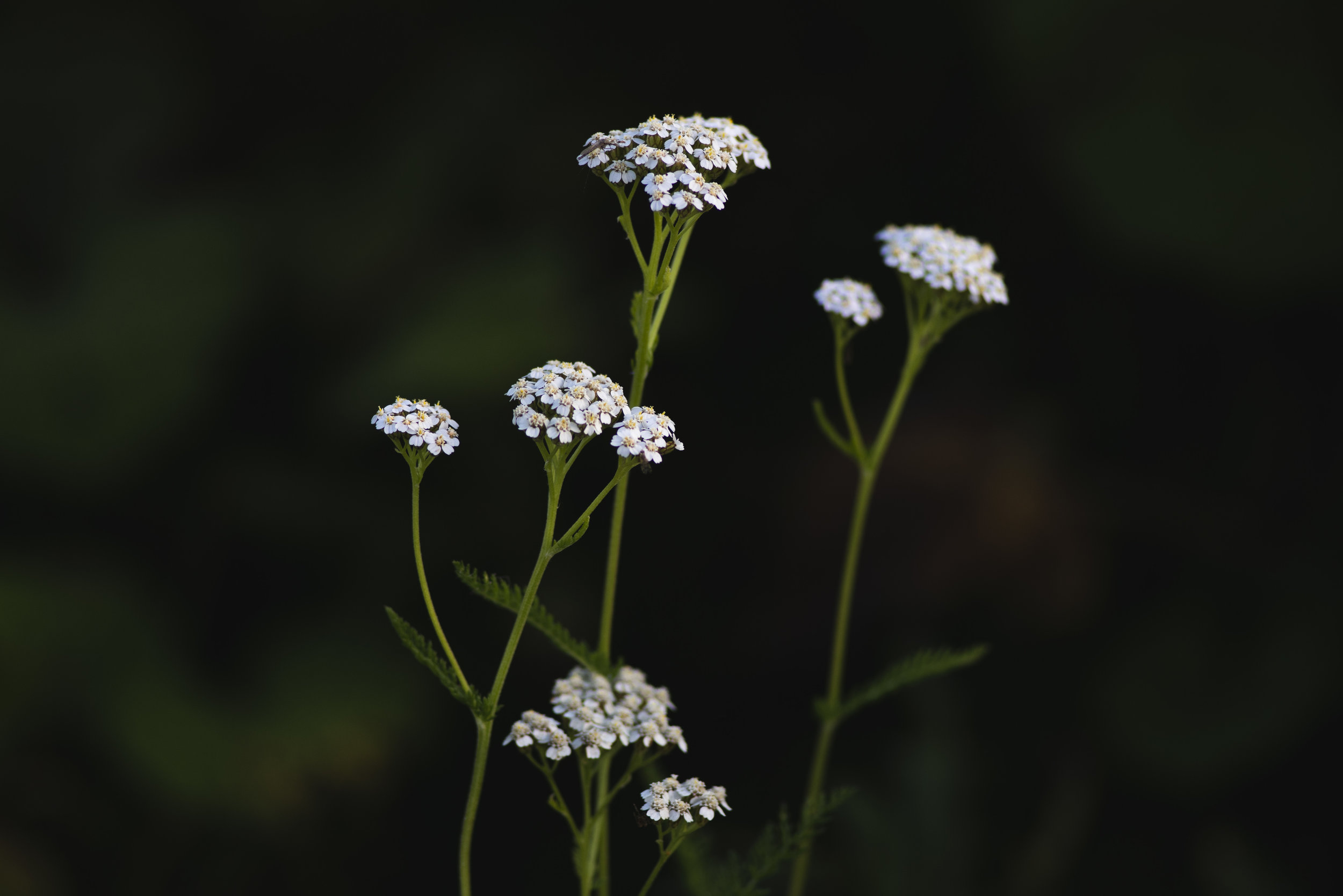 Achillea millefolium
