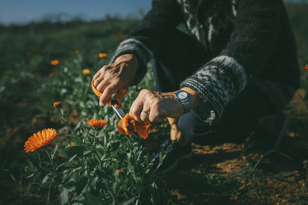 Hand-picked herbs for Purity Herbs skincare