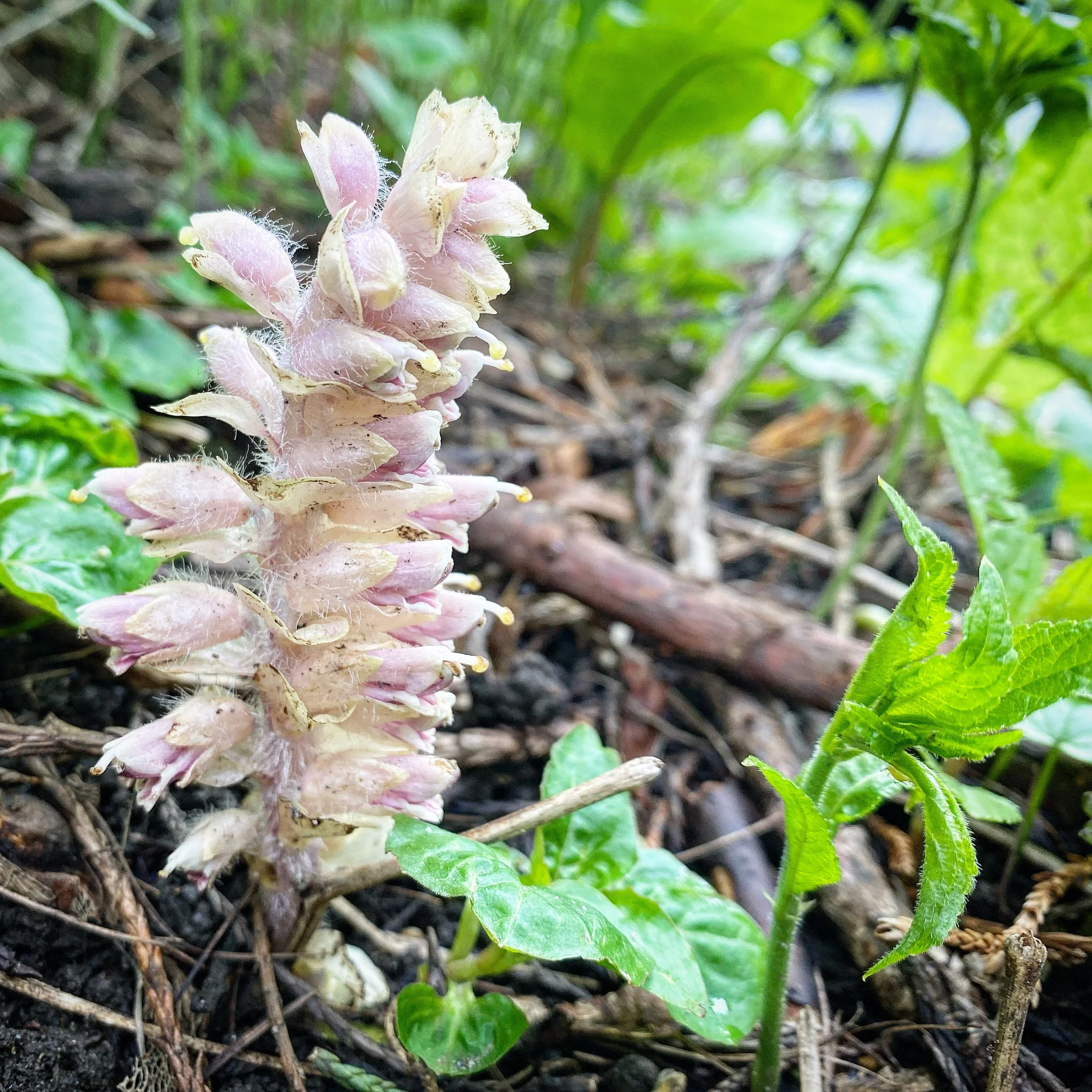 Toothwort - 13th April 2023