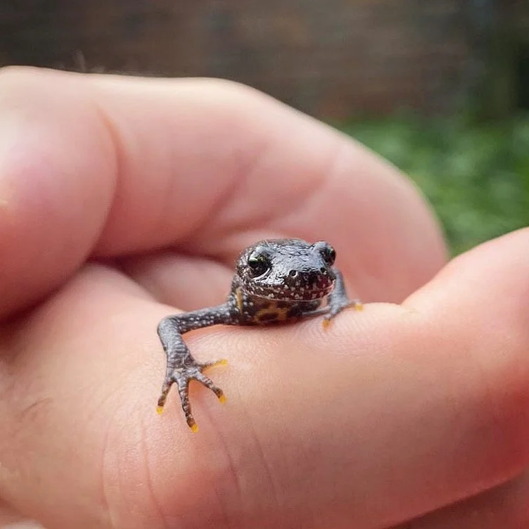 Great crested newt - 7th May 2024