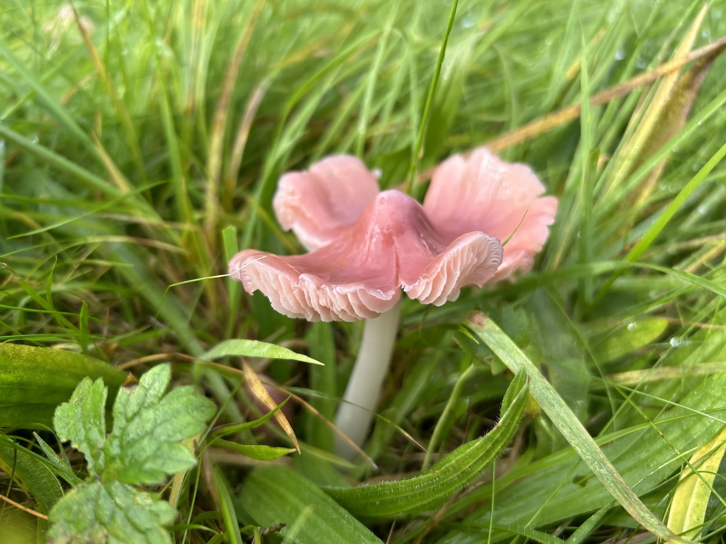 Pink Waxcap at Gibside - 10th October 2024