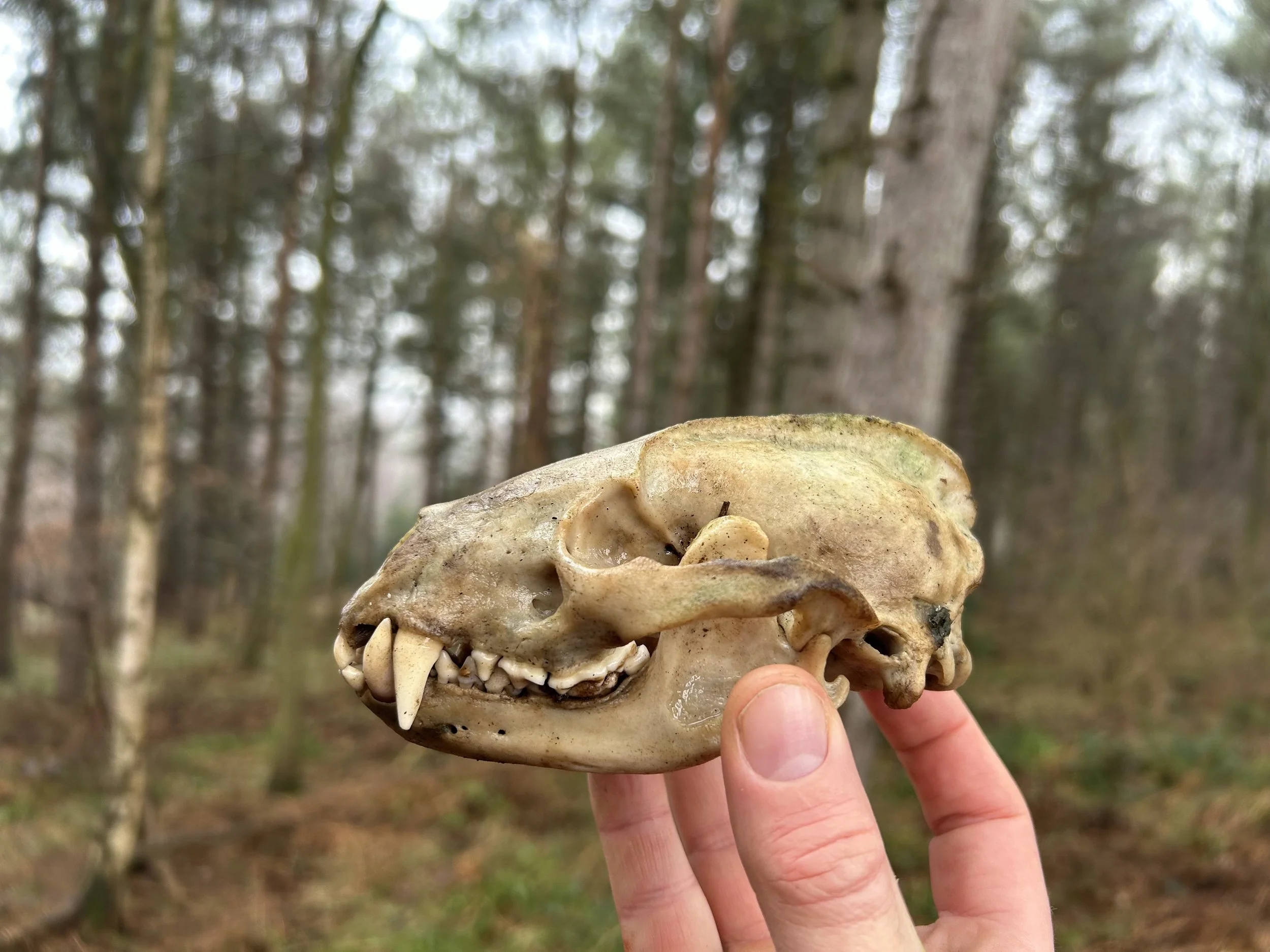 Badger Skull in the Woods - 28th January 2025