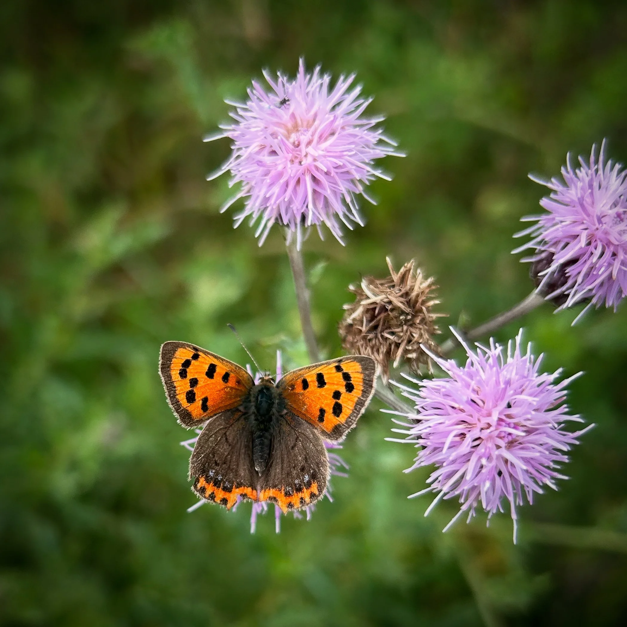 Small Copper at Gibside - 28th July 2025