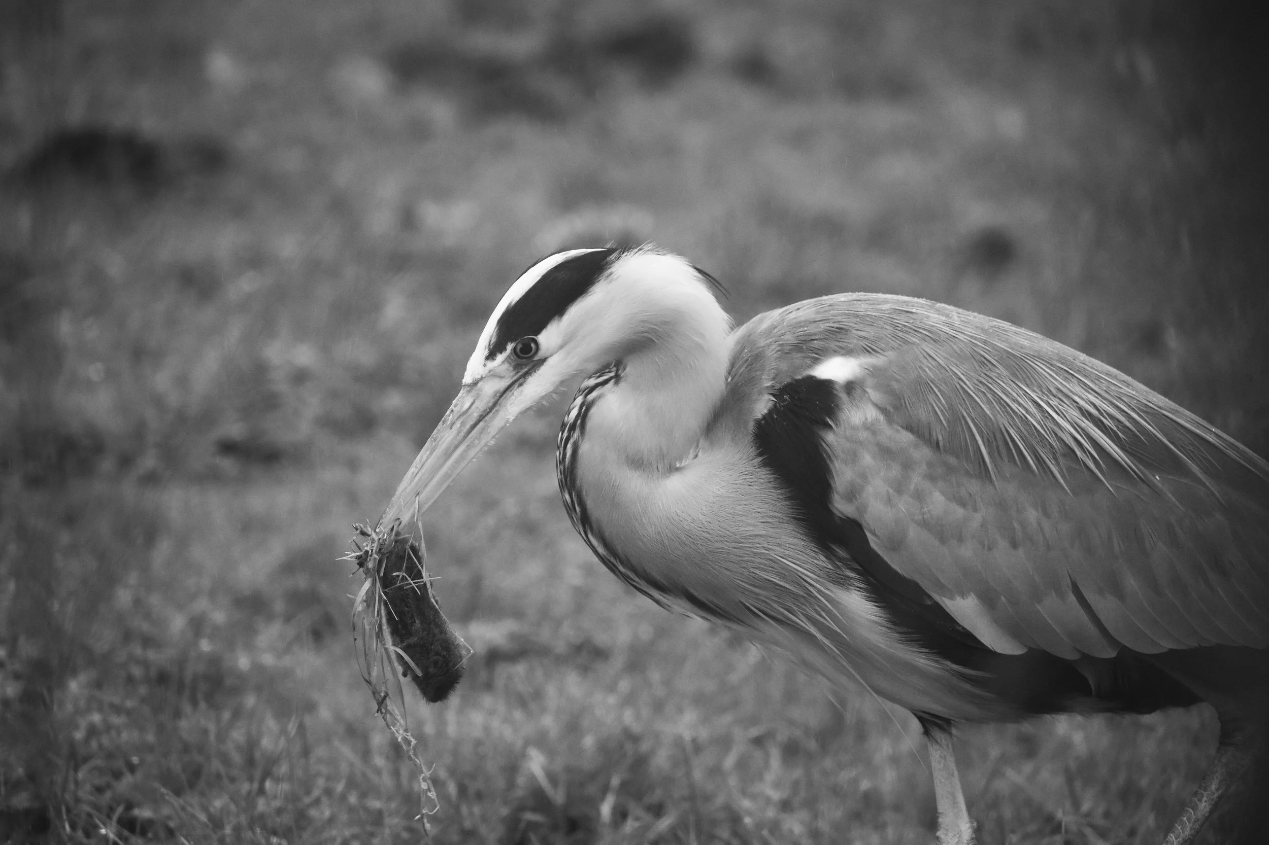 Heron and Vole - 9th November 2023