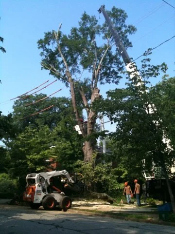 Tree being removed by Bears Tree Service. 