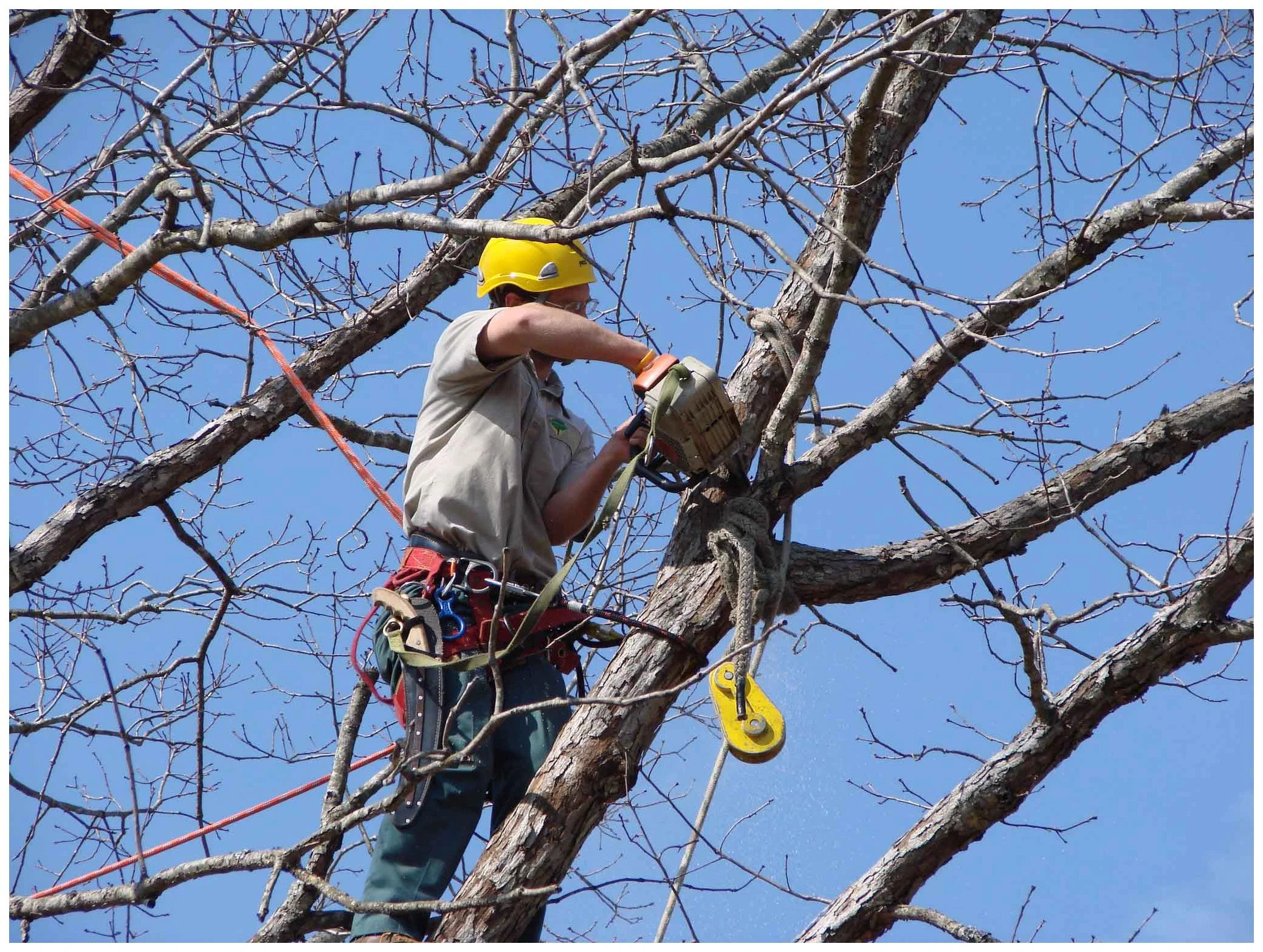 Man trimming tree