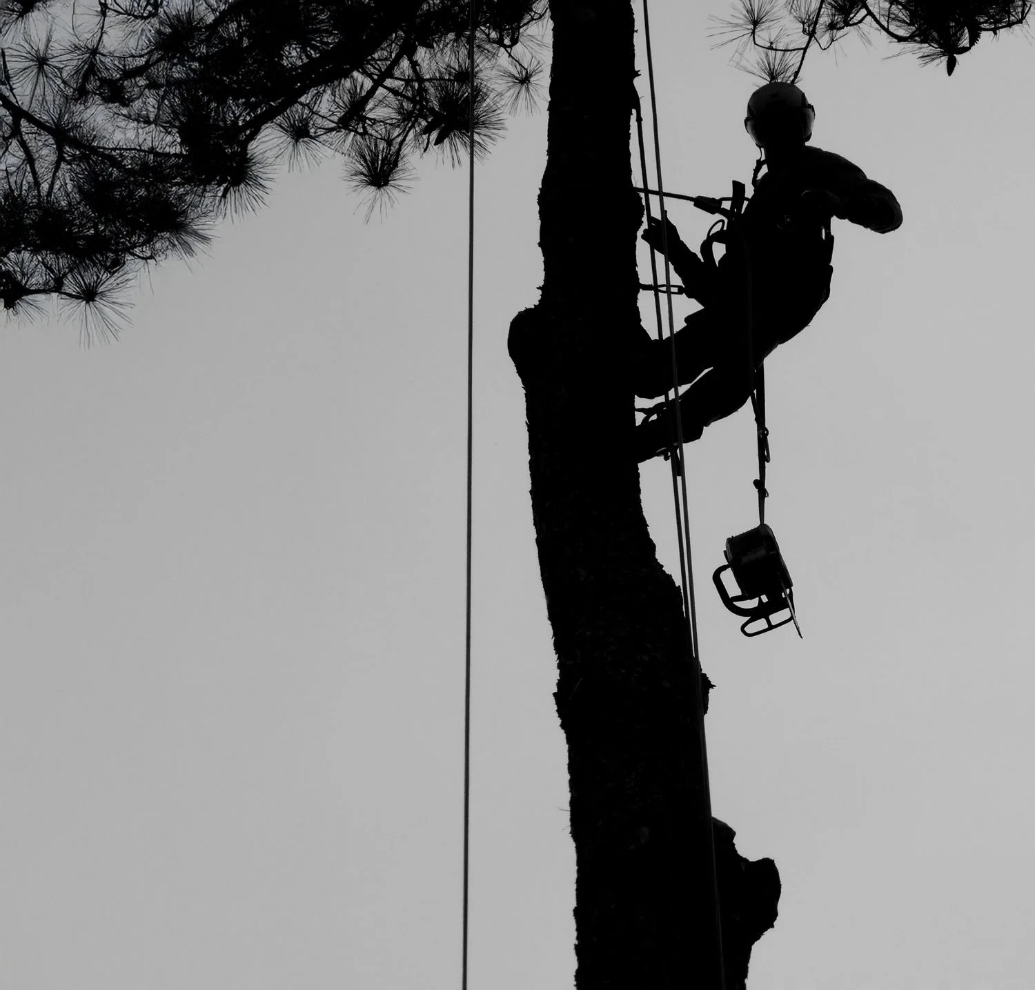 Man safely scaling tree looking for the best place to cut.