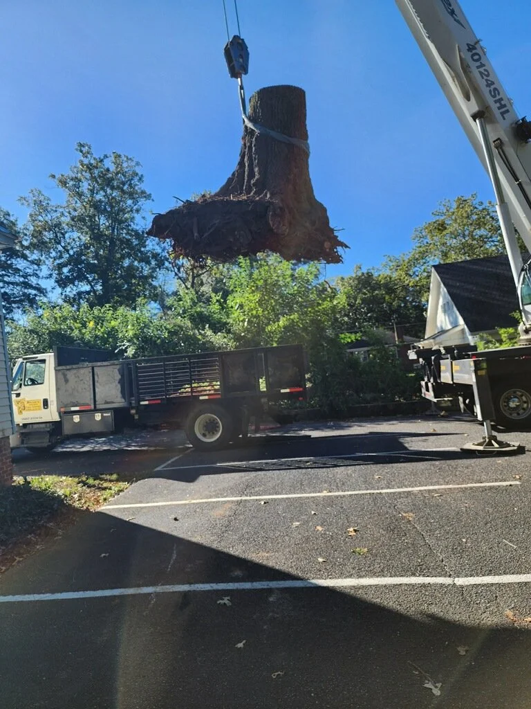 BTS stump removal.JPG