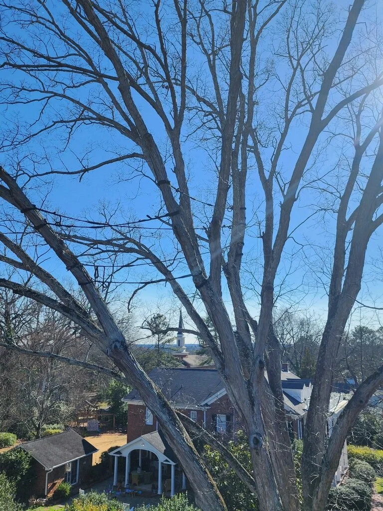 Cables holding together a tree